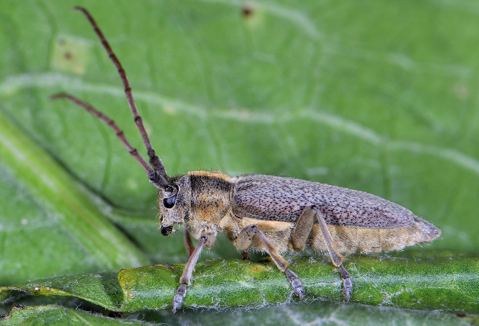 Pygoptosia speciosa