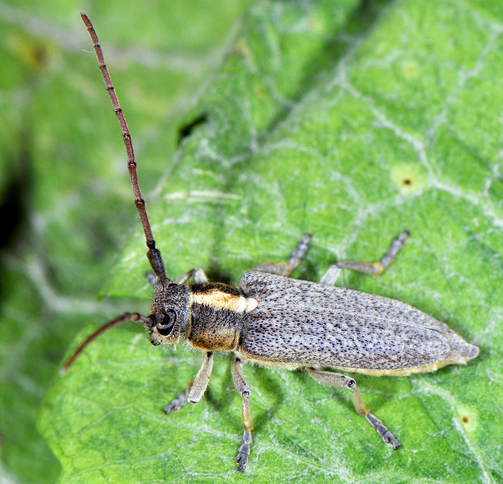 Pygoptosia speciosa