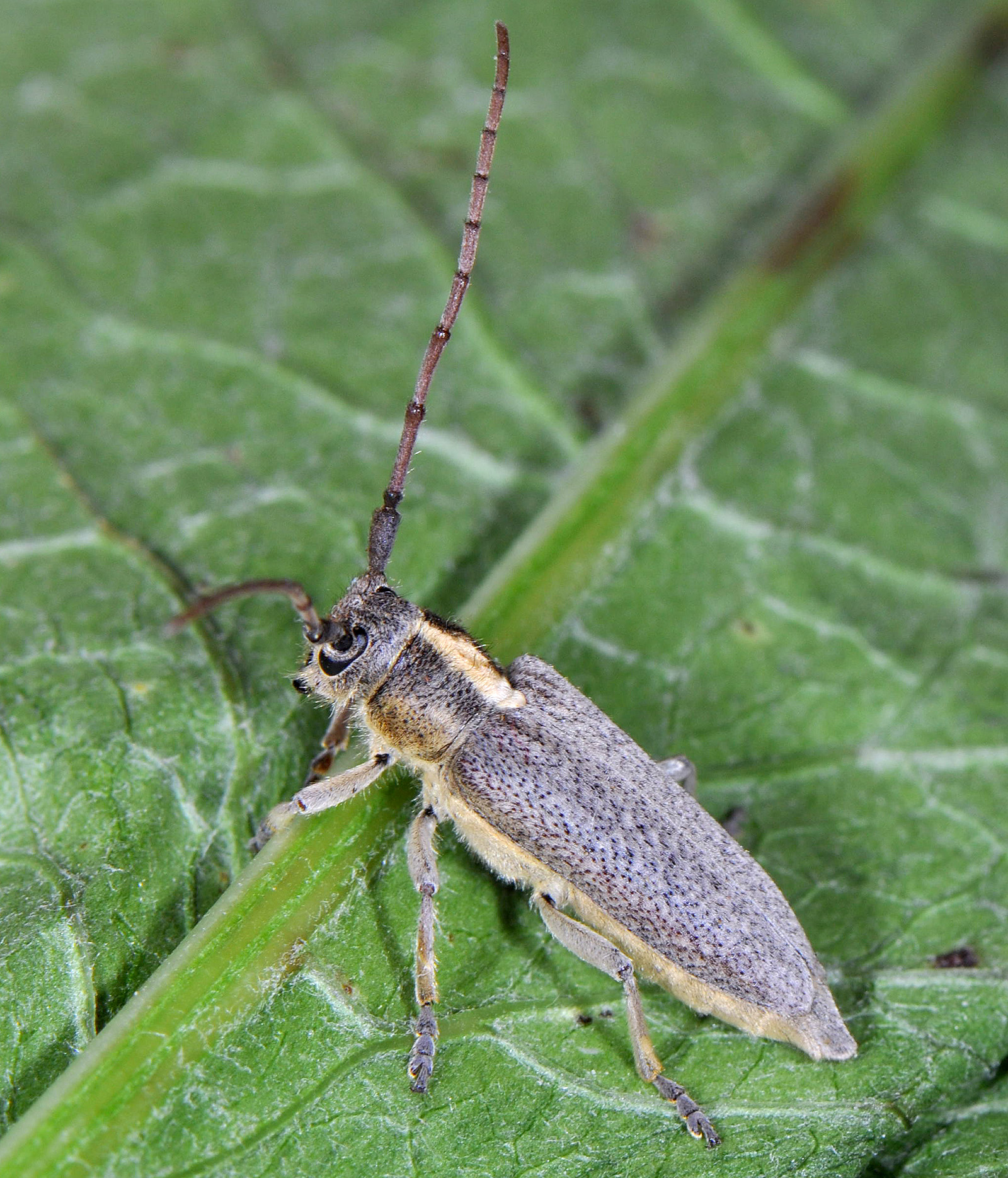 Pygoptosia speciosa