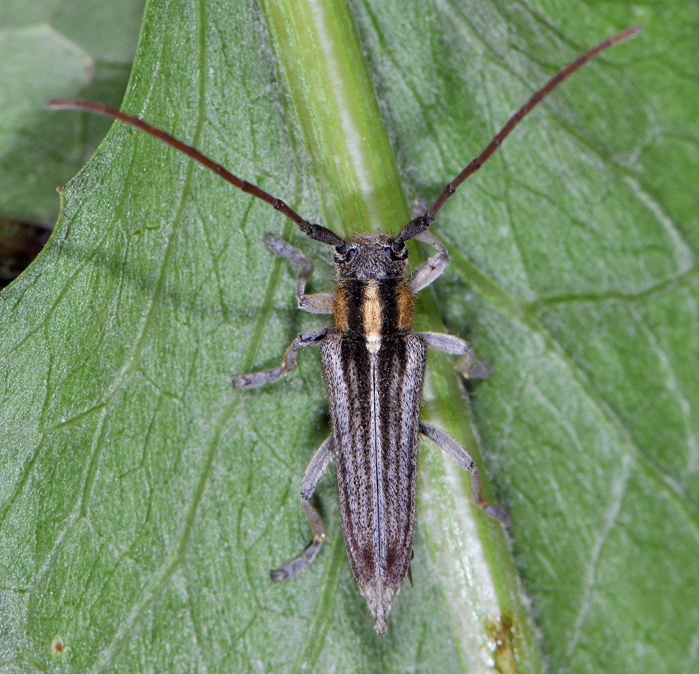 Pygoptosia speciosa