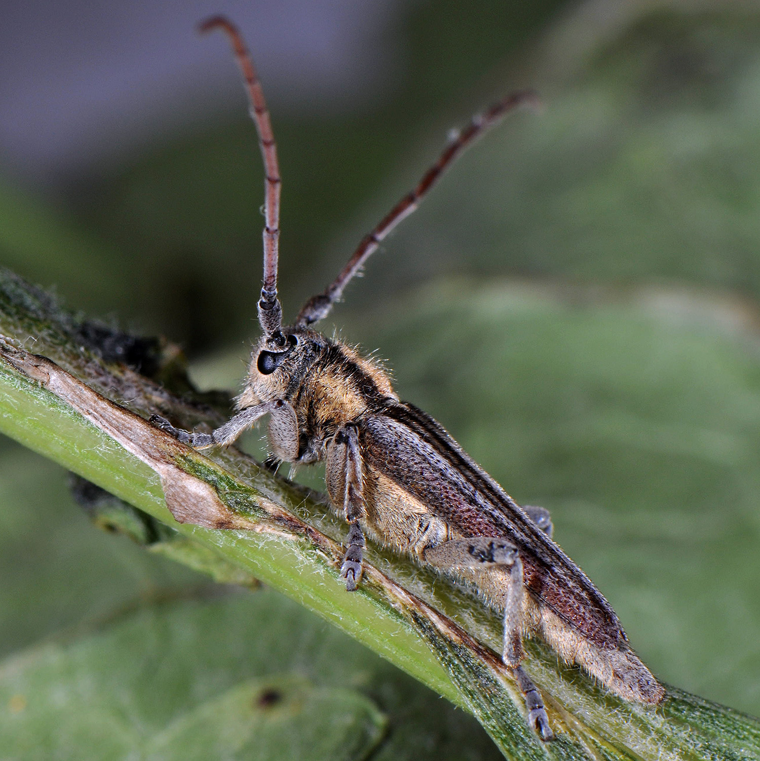 Pygoptosia speciosa