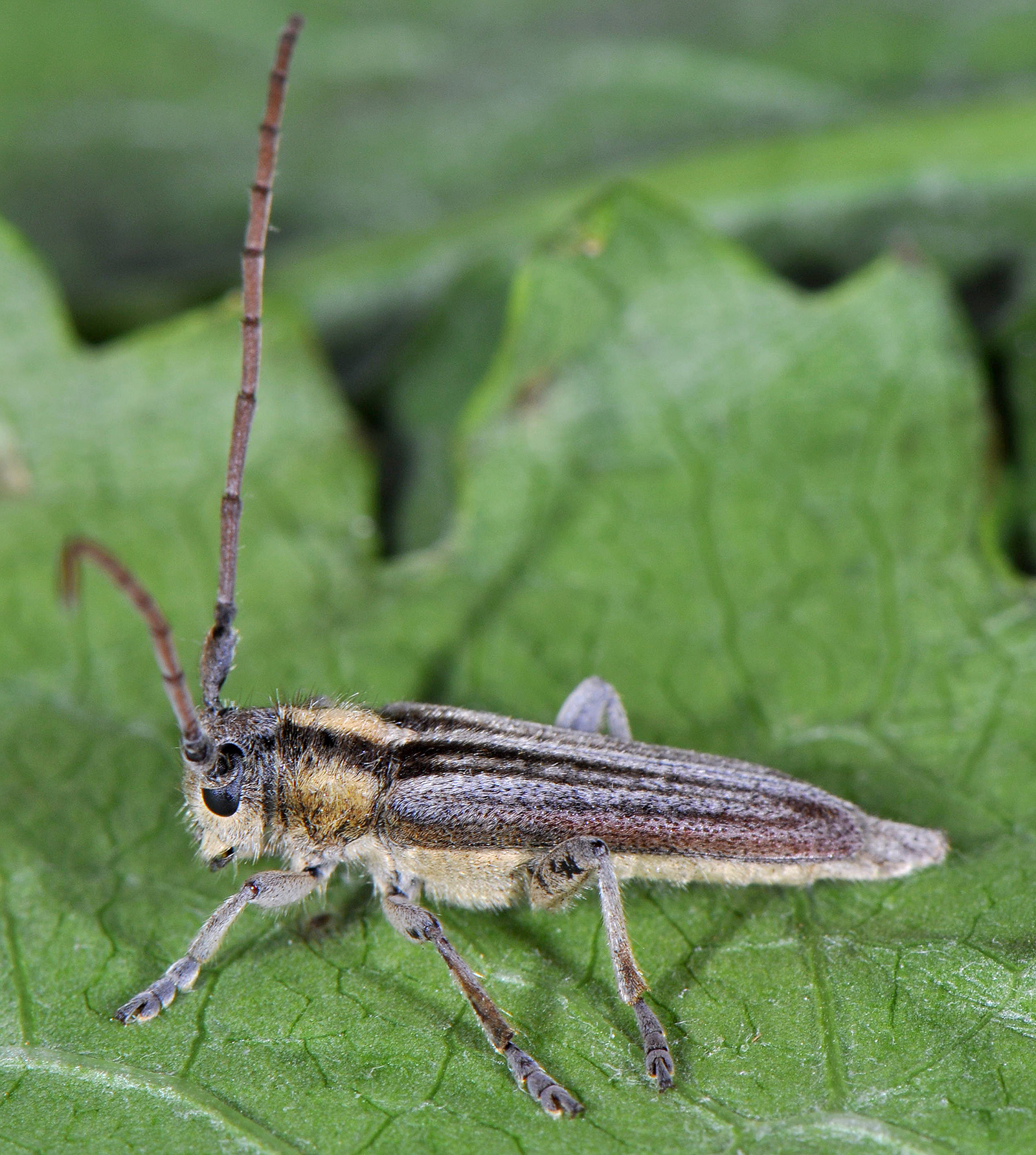 Pygoptosia speciosa