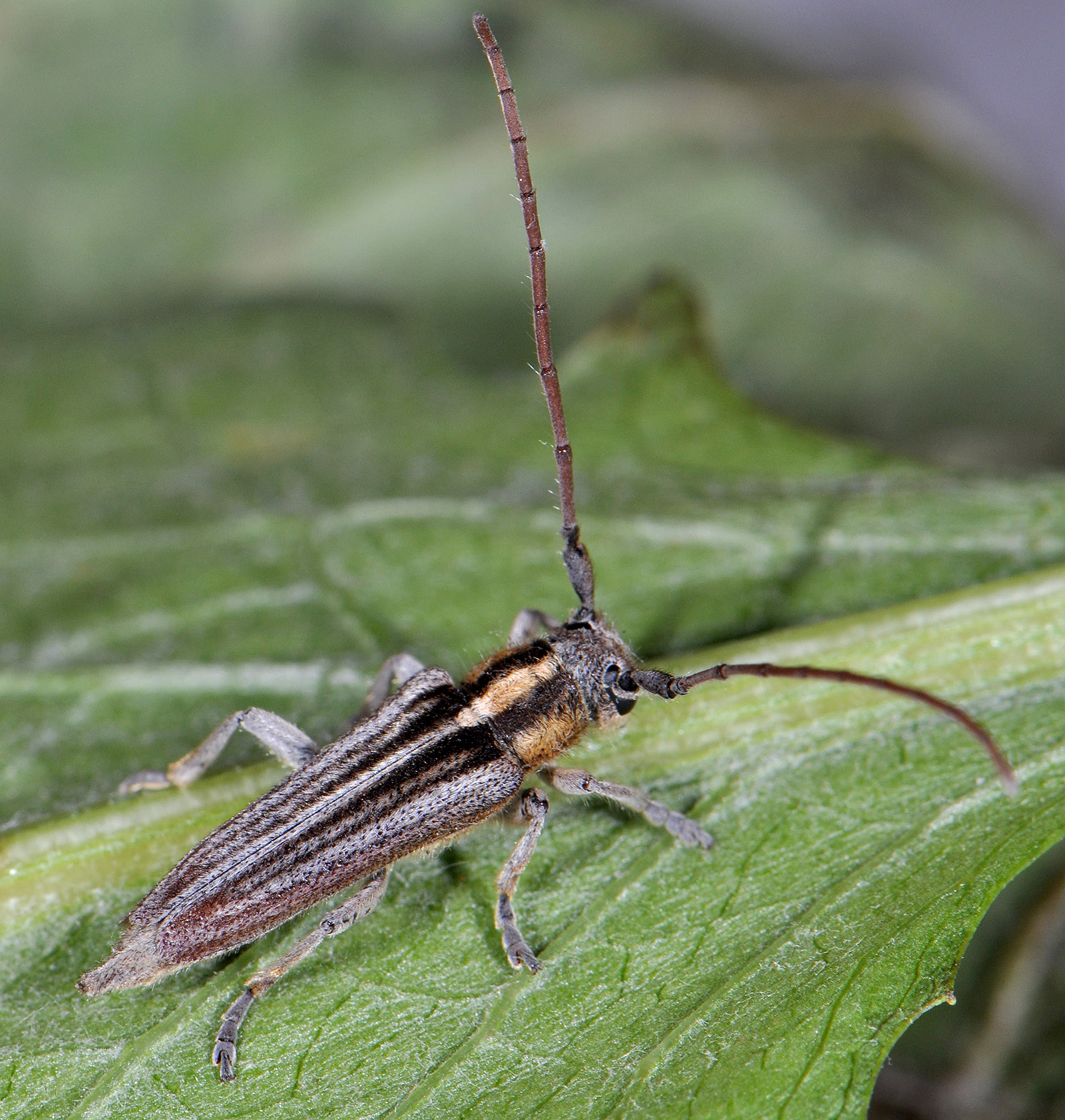 Pygoptosia speciosa