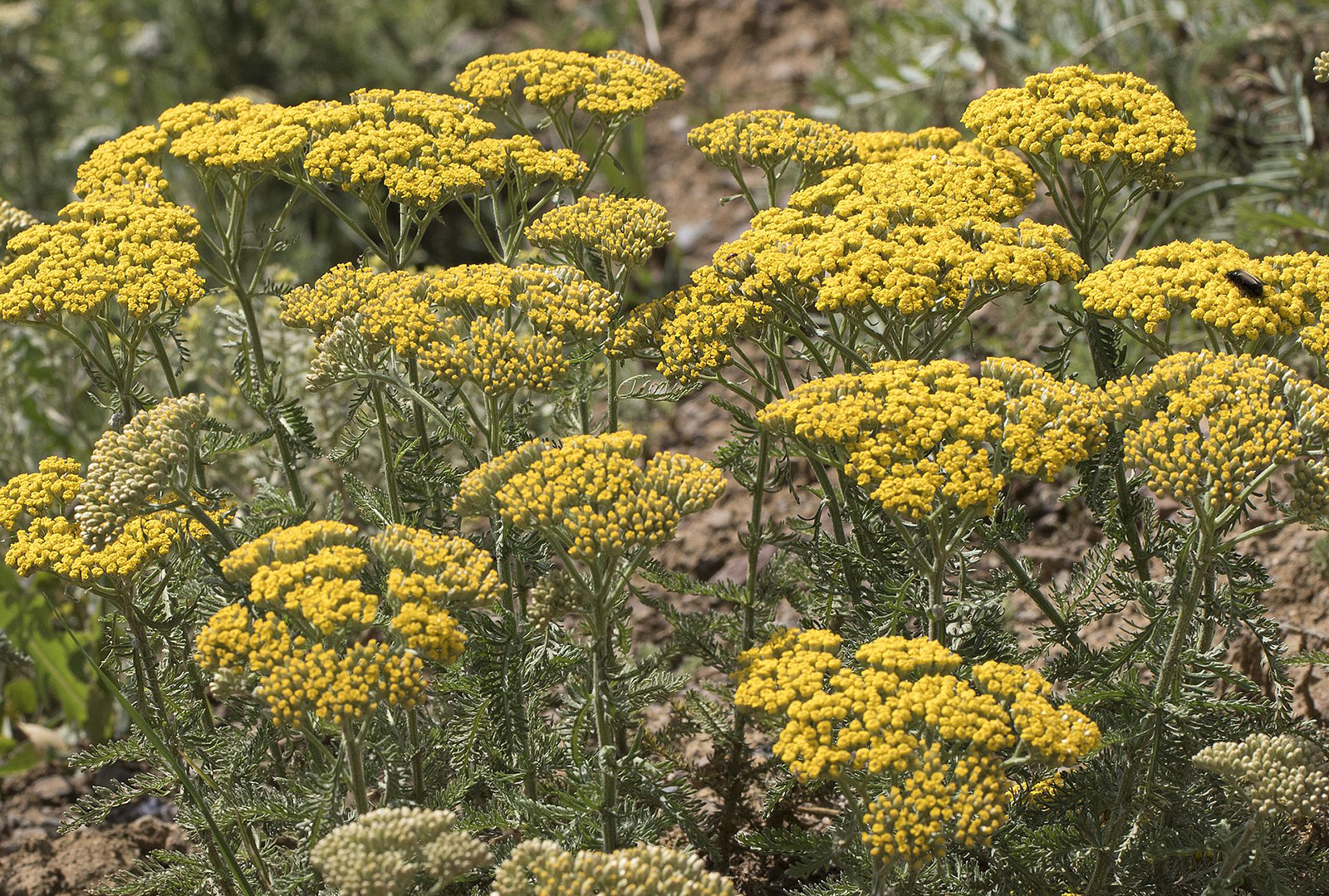 Achillea arabica