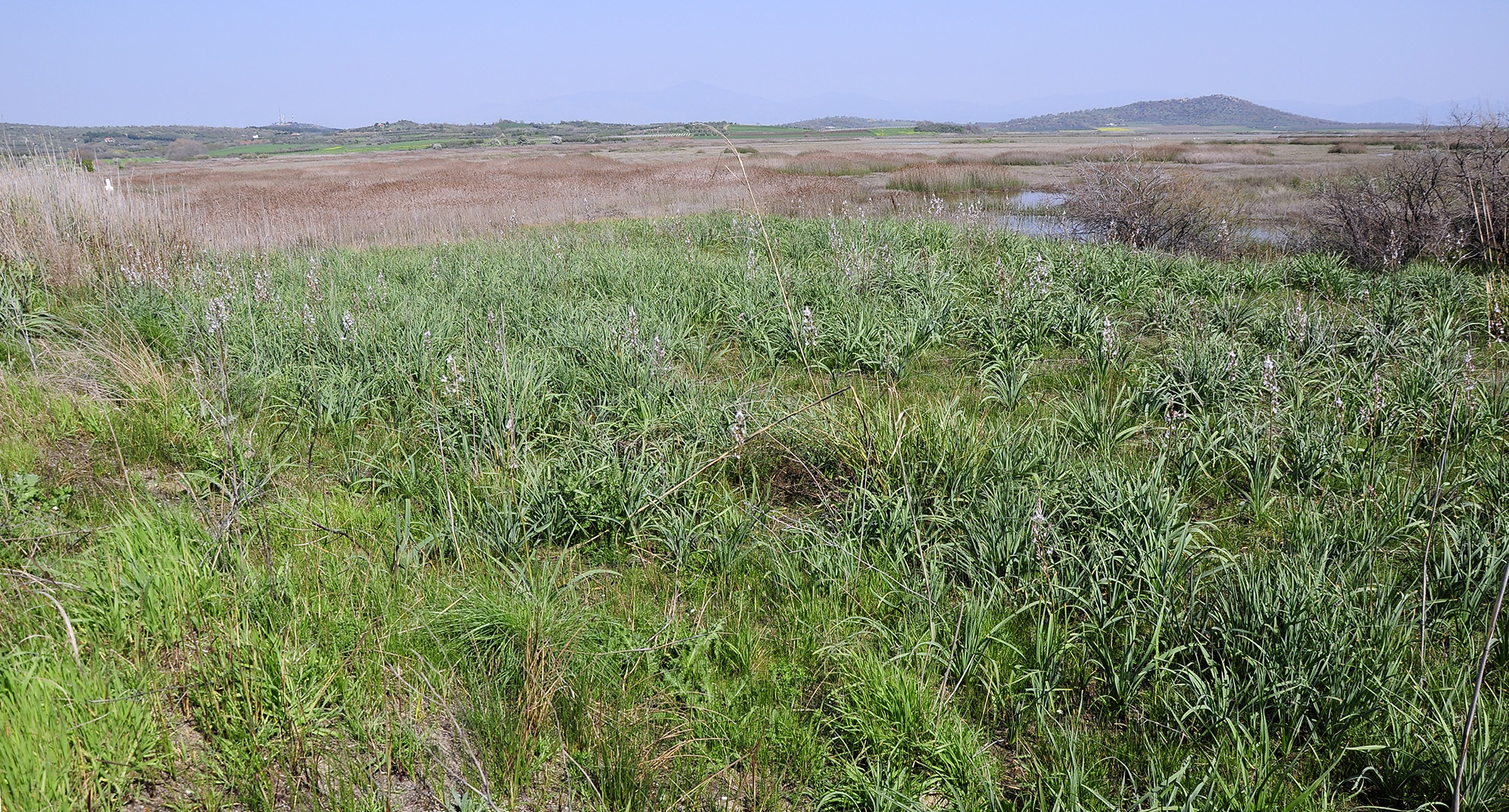 Agapanthia asphodeli renatae - habitat