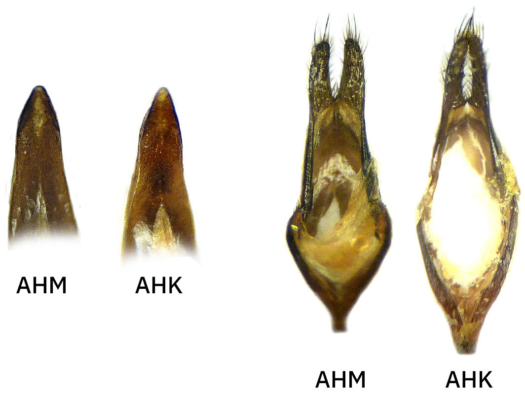 Homoblephara - genitalia