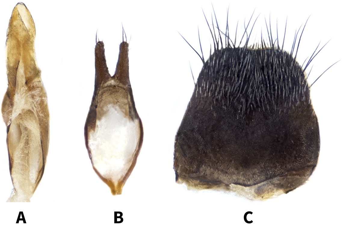 Agapanthia mikhaili - genitalia