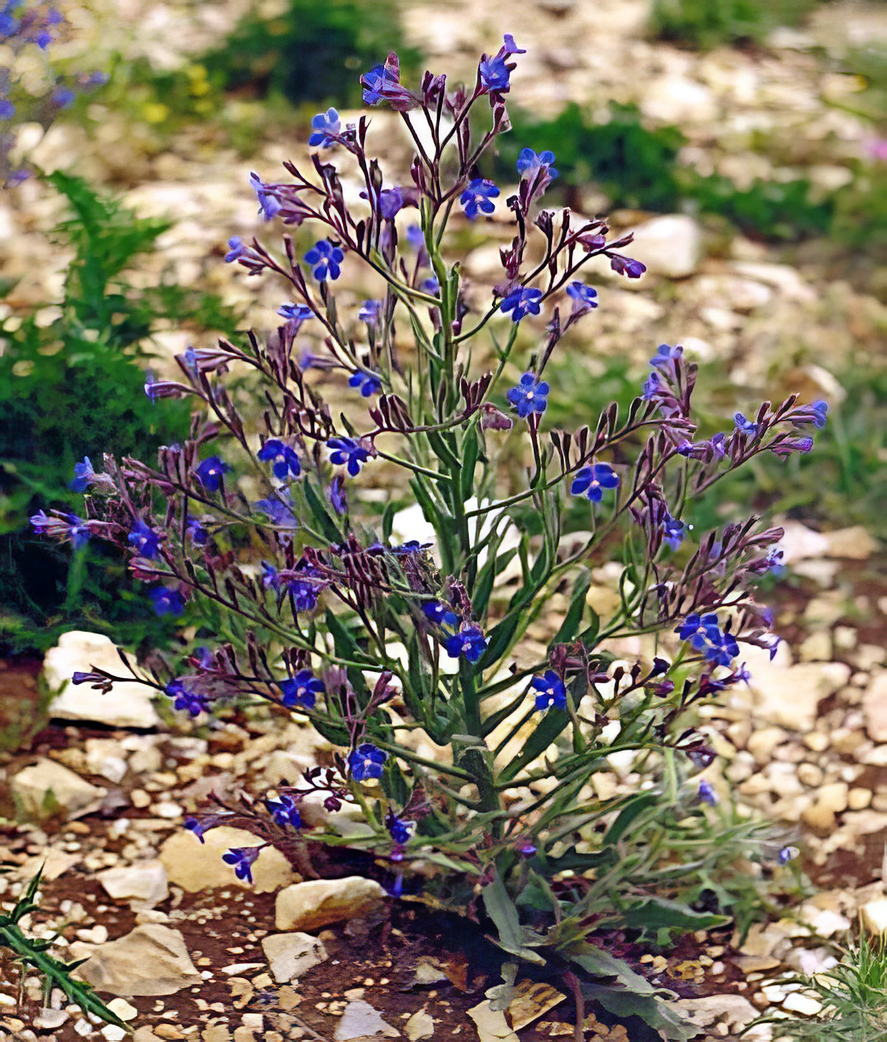 Anchusa italica