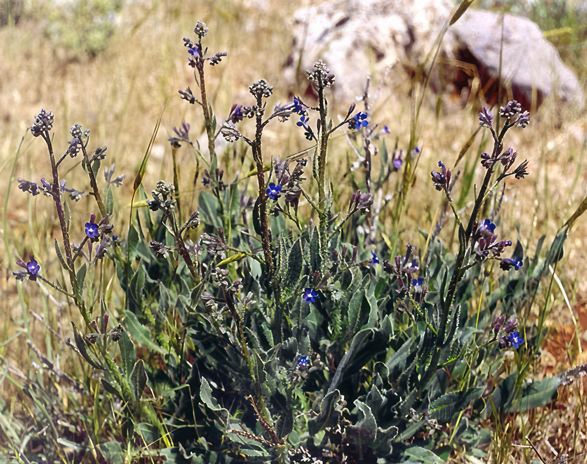 Anchusa strigosa