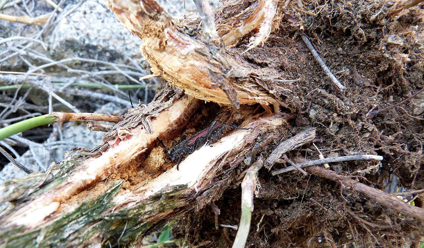 Anoplistes agababiani - habitat