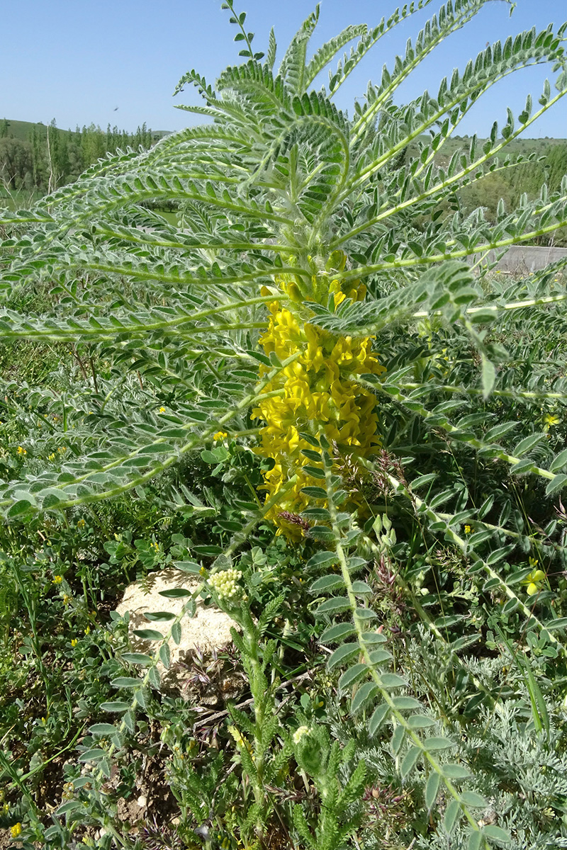 Astragalus