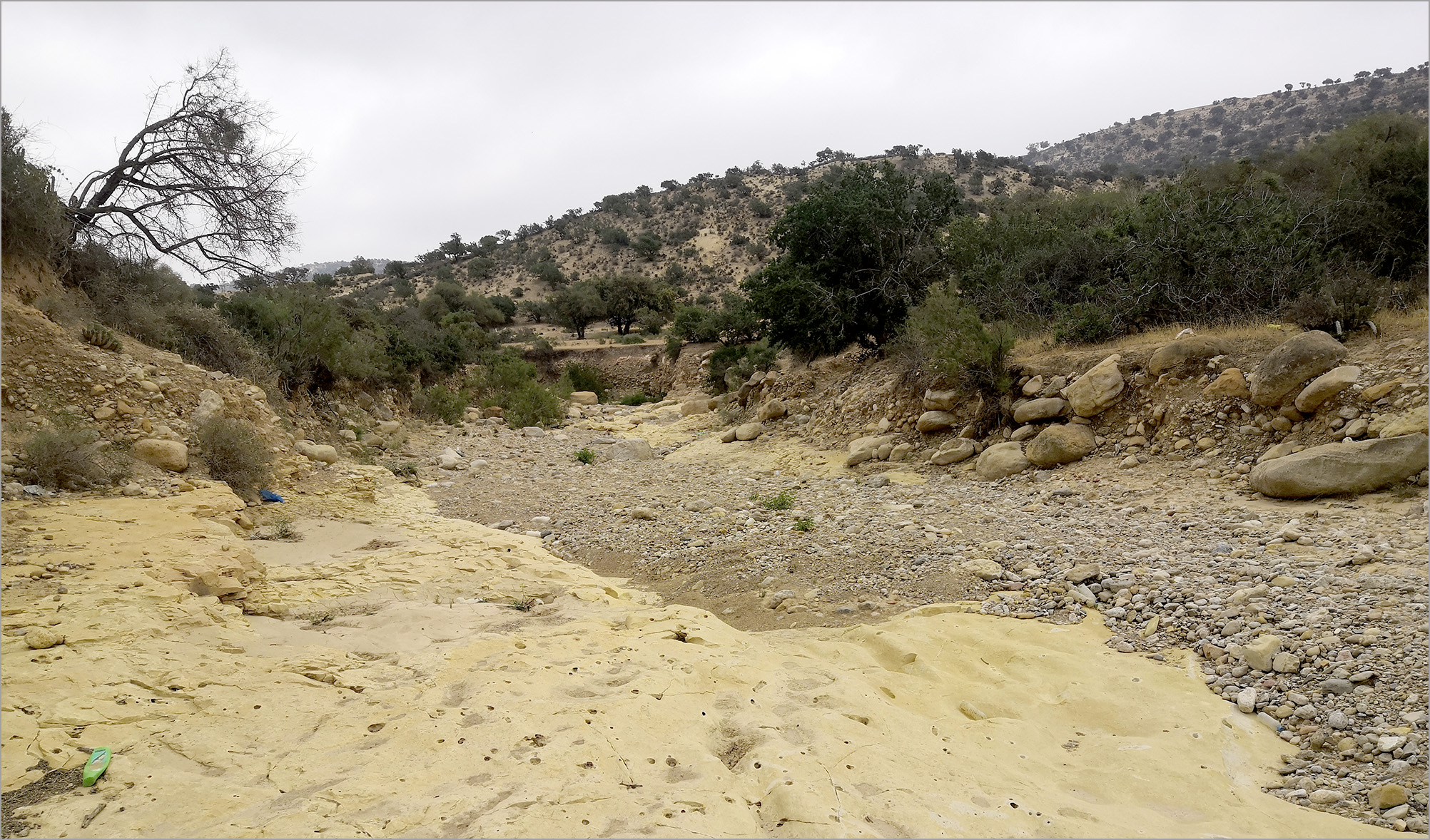 Bolivarita oculata - habitat