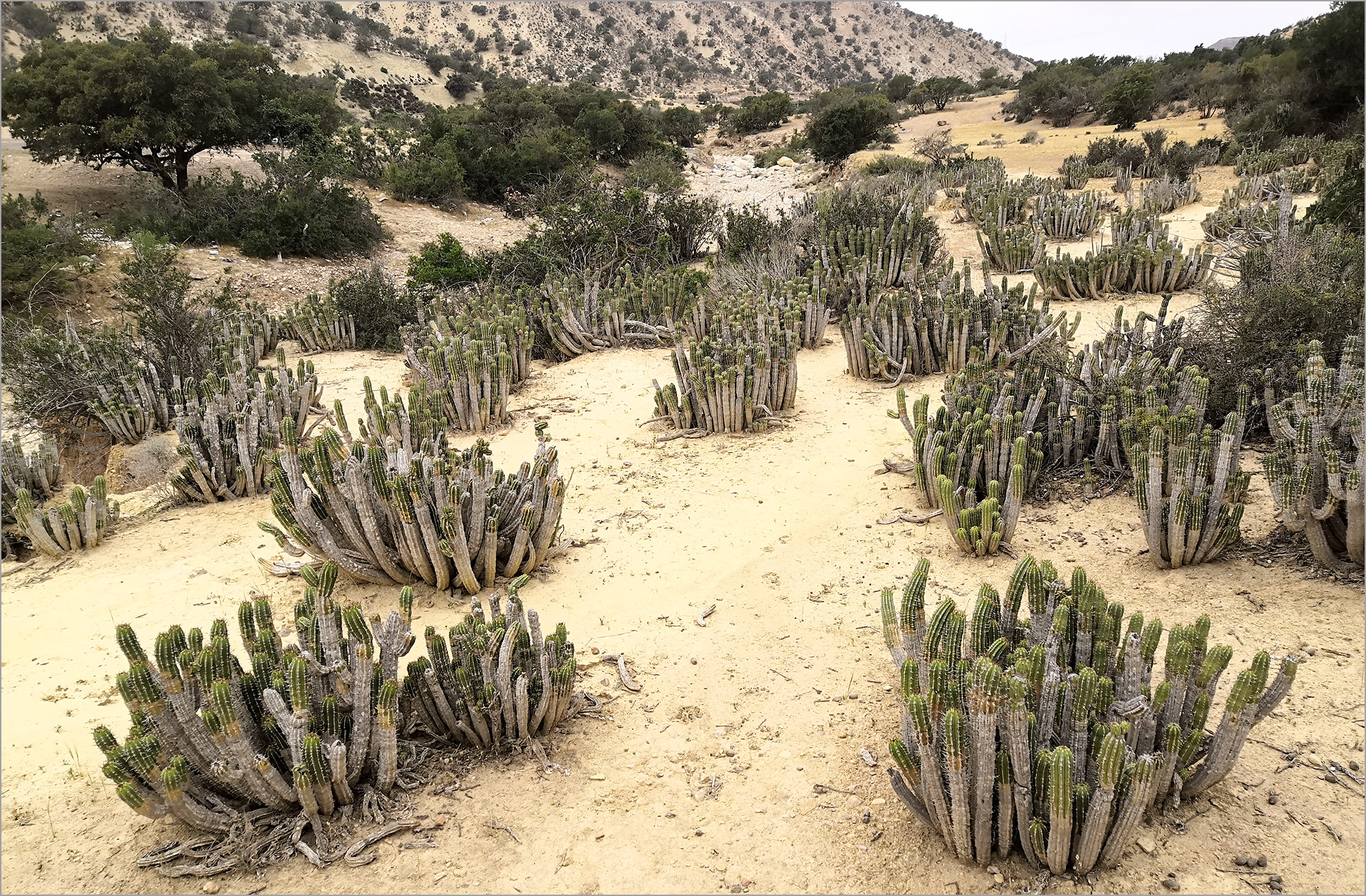 Bolivarita oculata - habitat