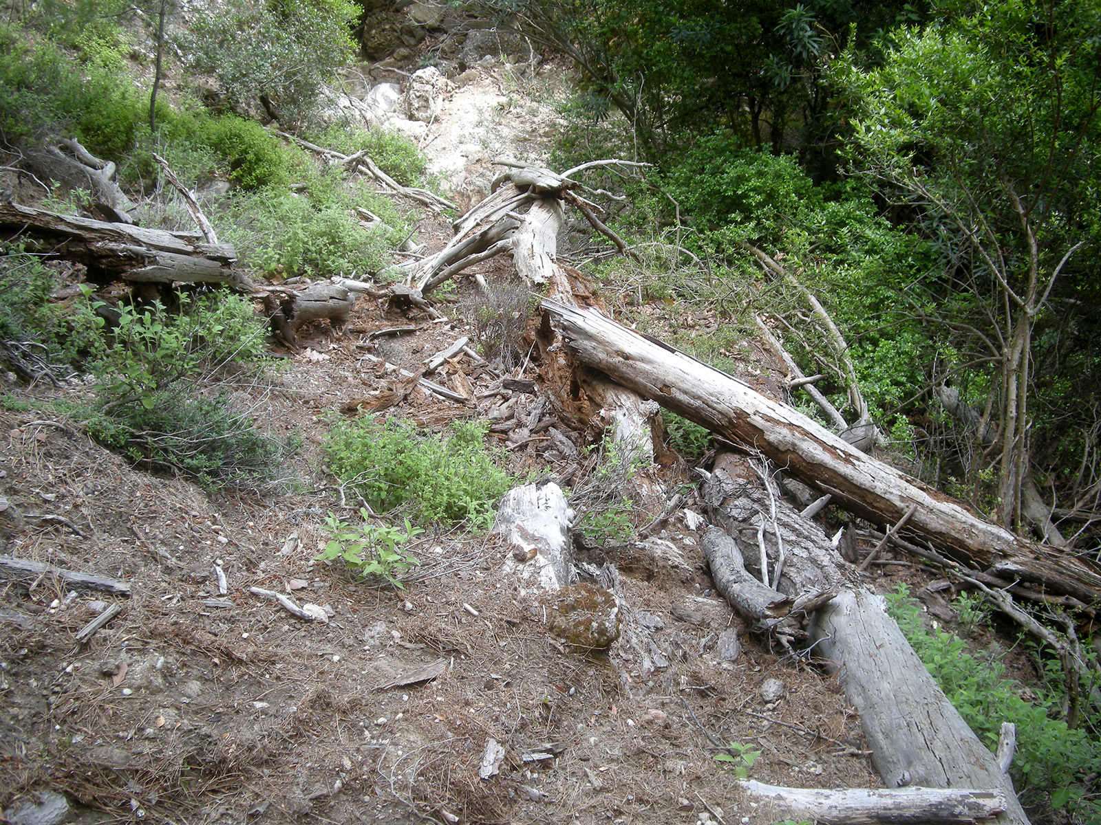 Callergates gaillardoti - typical habitat