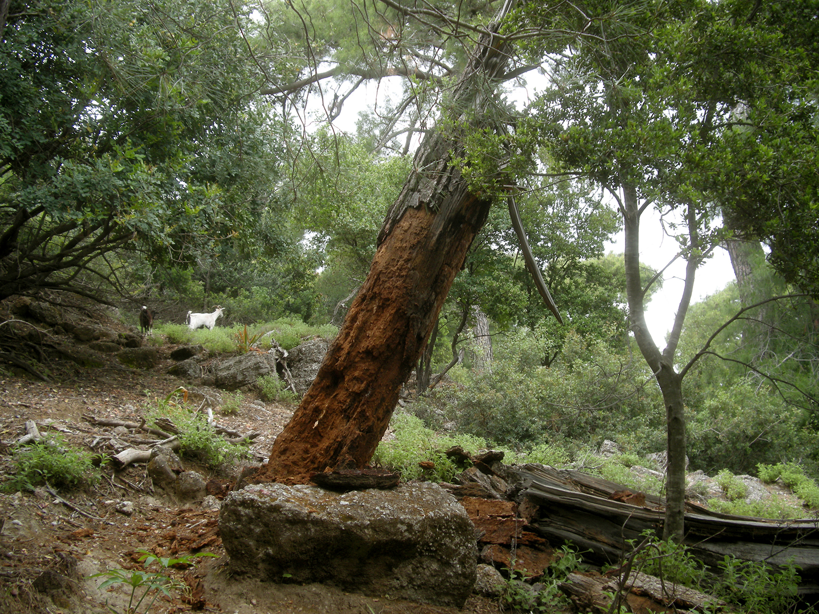 Callergates gaillardoti - typical habitat