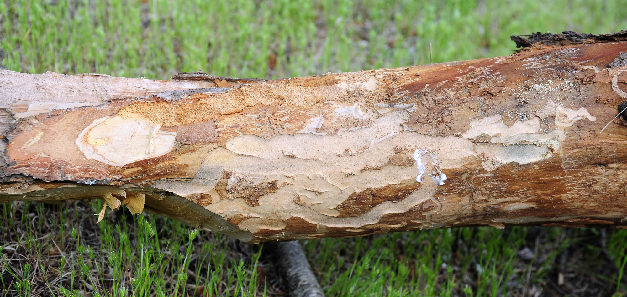 Callidium cedri - tree