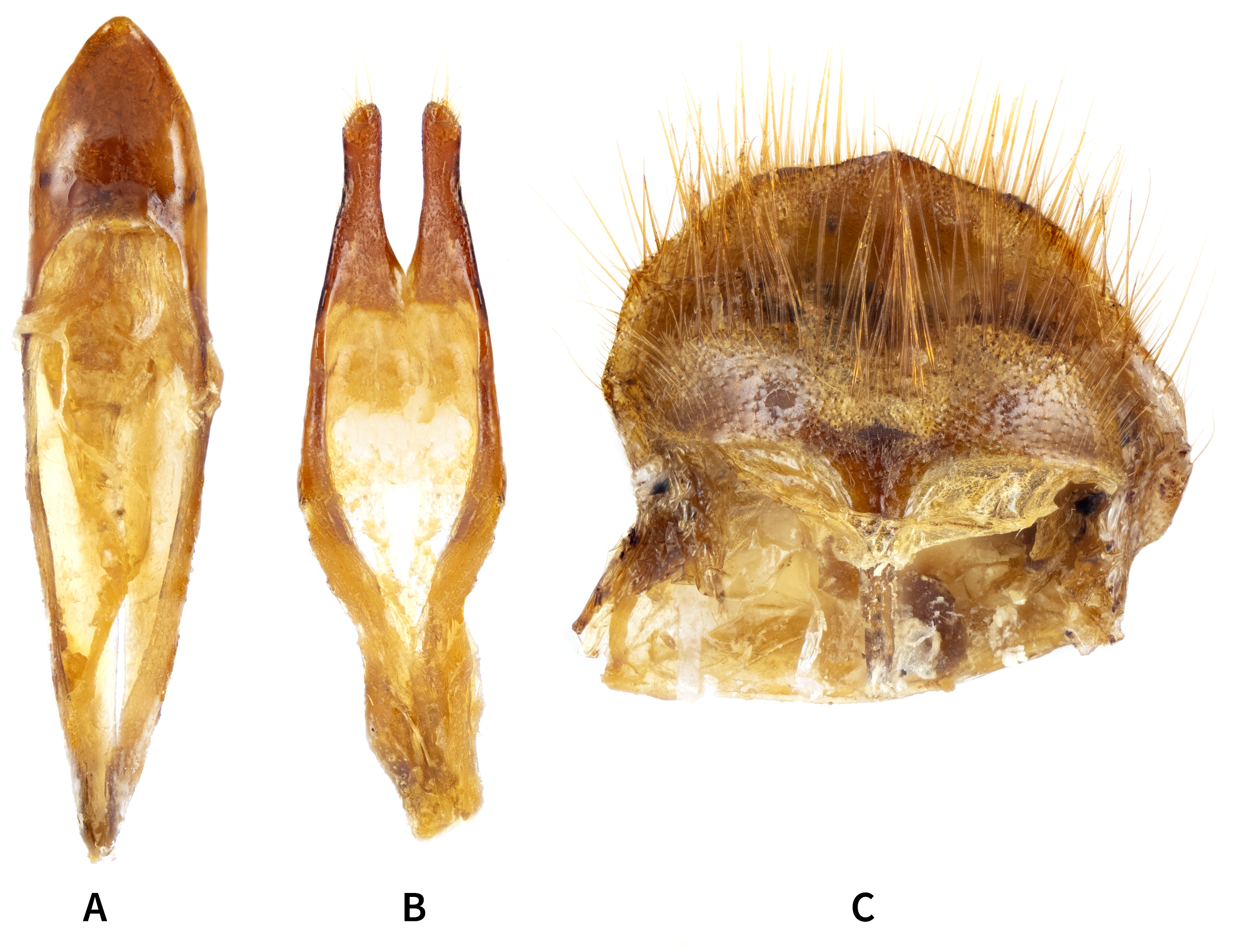 Cantharocnemis spondyloides - male genitalia