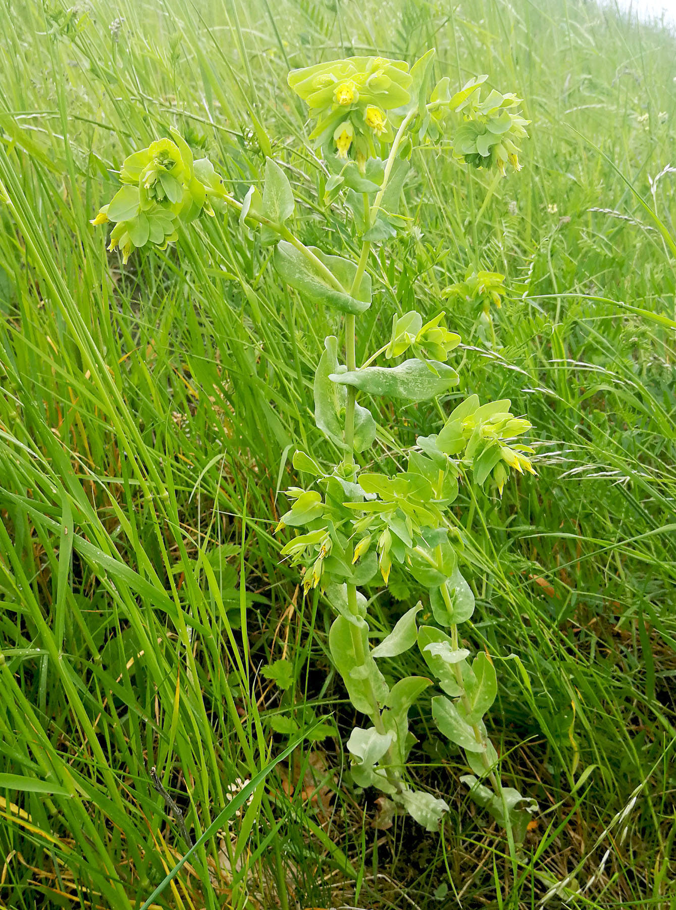 Cerinthe minor