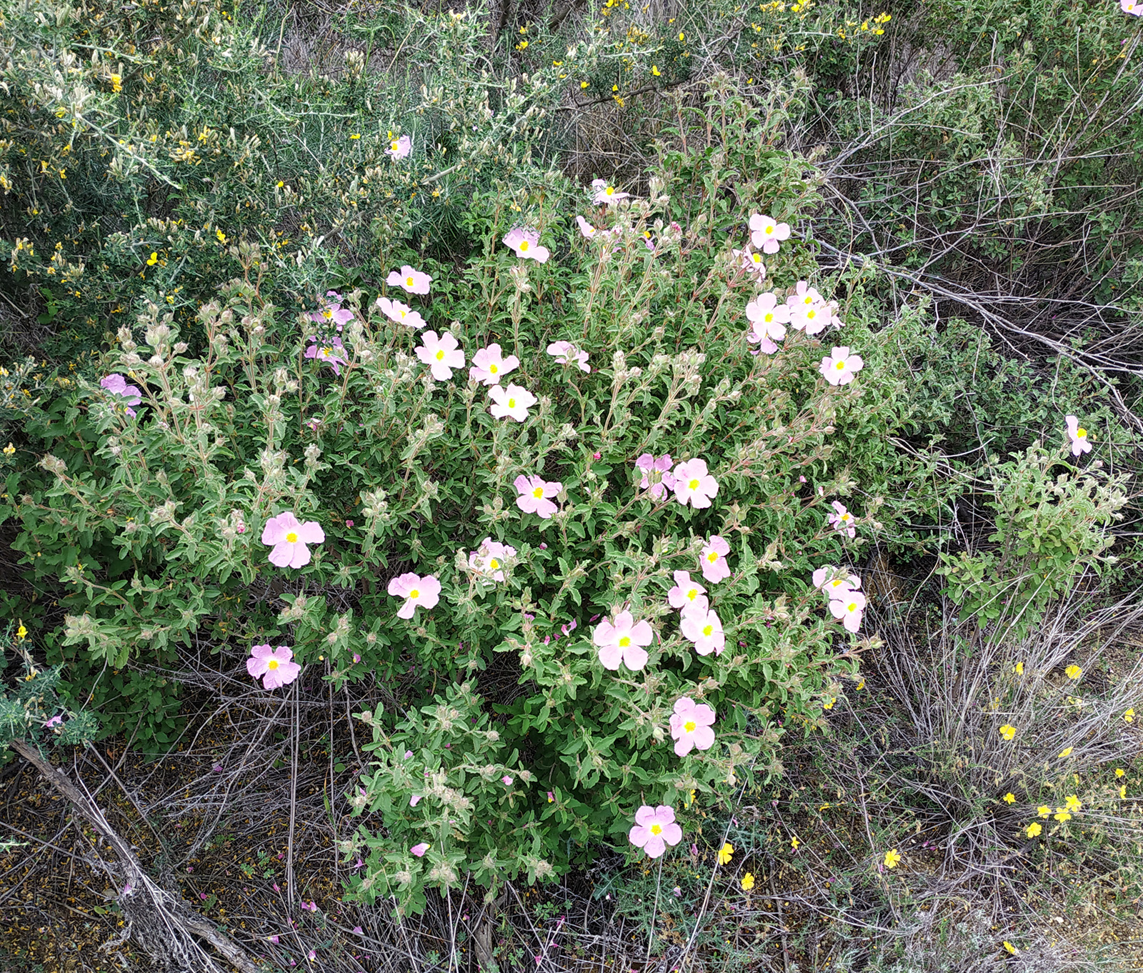 Cistus creticus