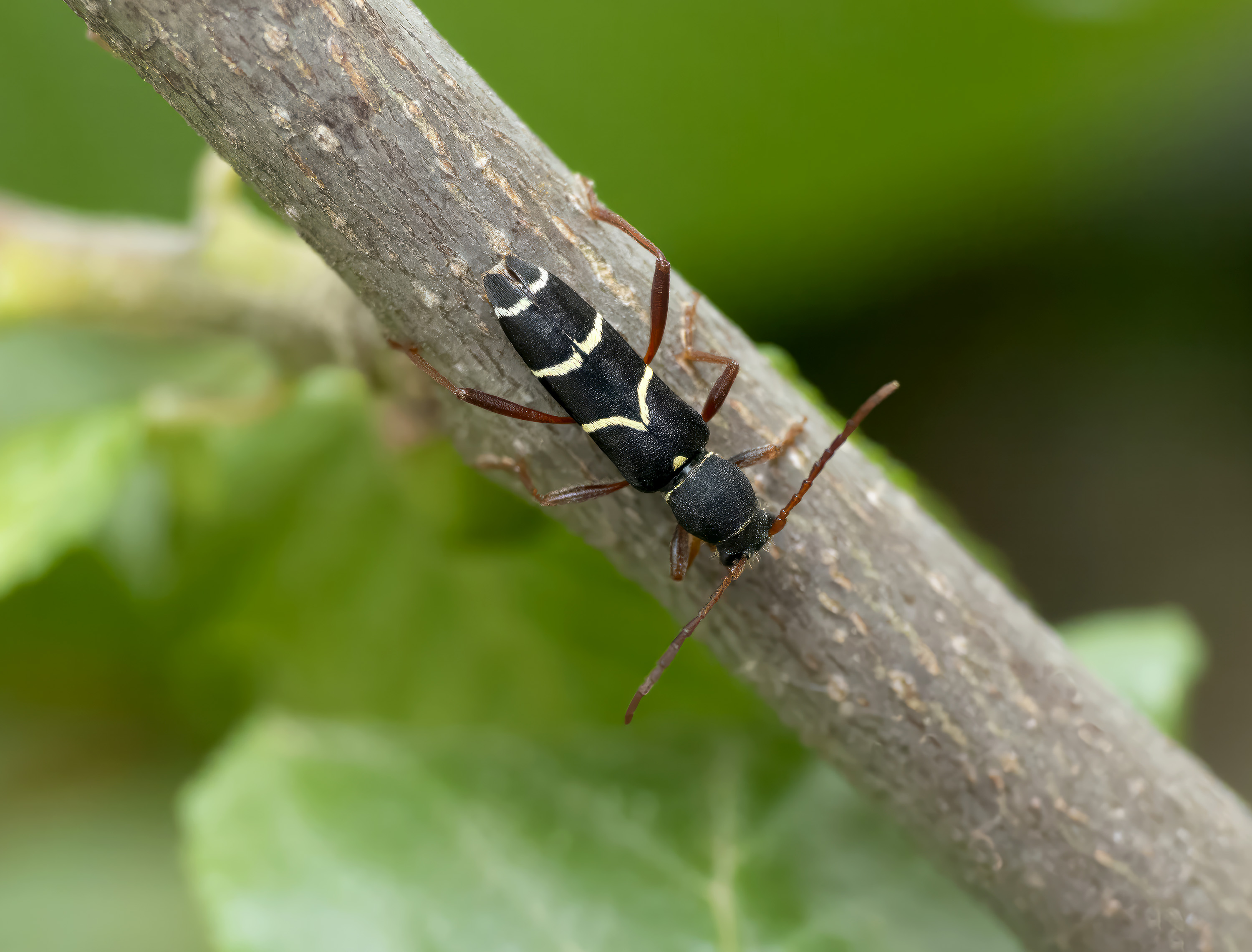 Clytus relictus