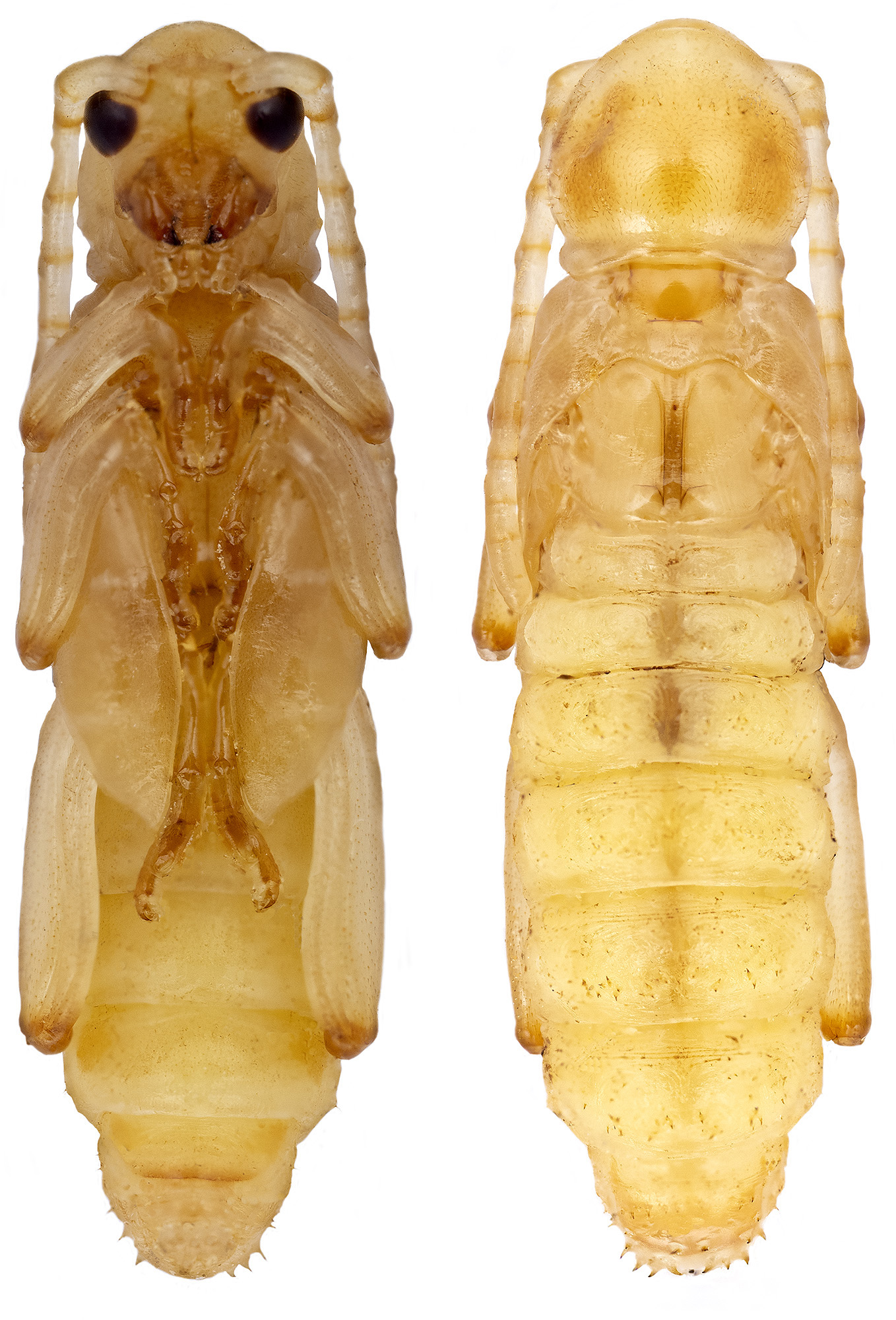 Clytus relictus - pupa