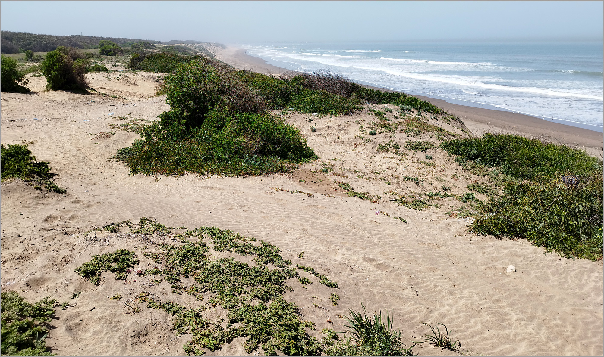 Conizonia aresteni - locality