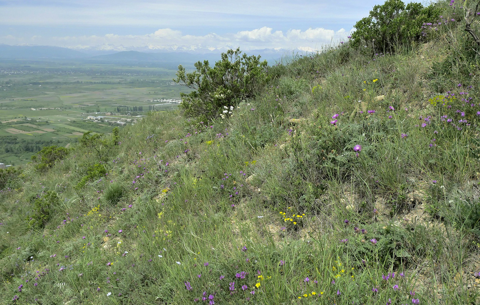 Conizonia georgiana - type locality