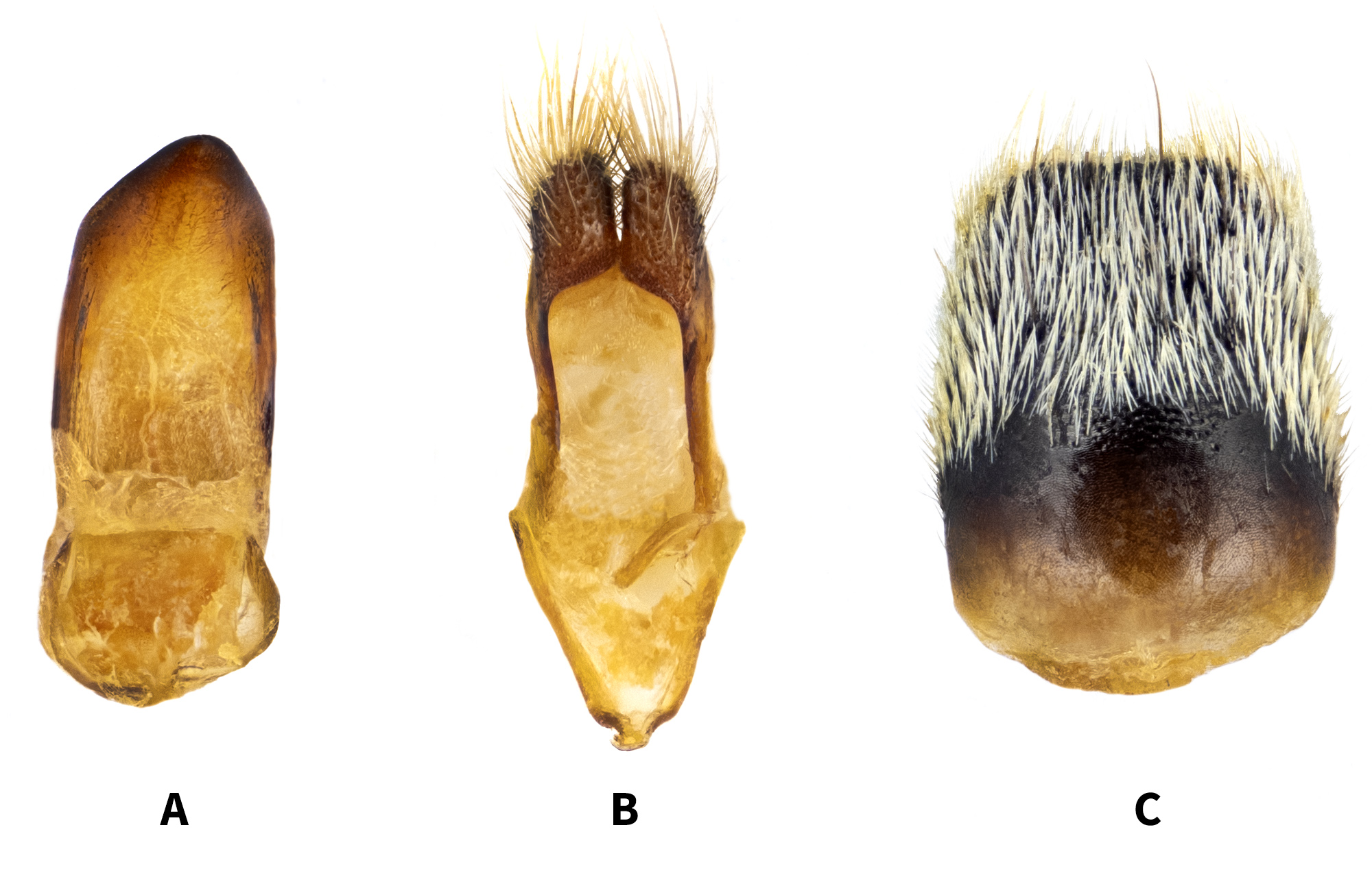 Conizonia kalashiana - genitalia