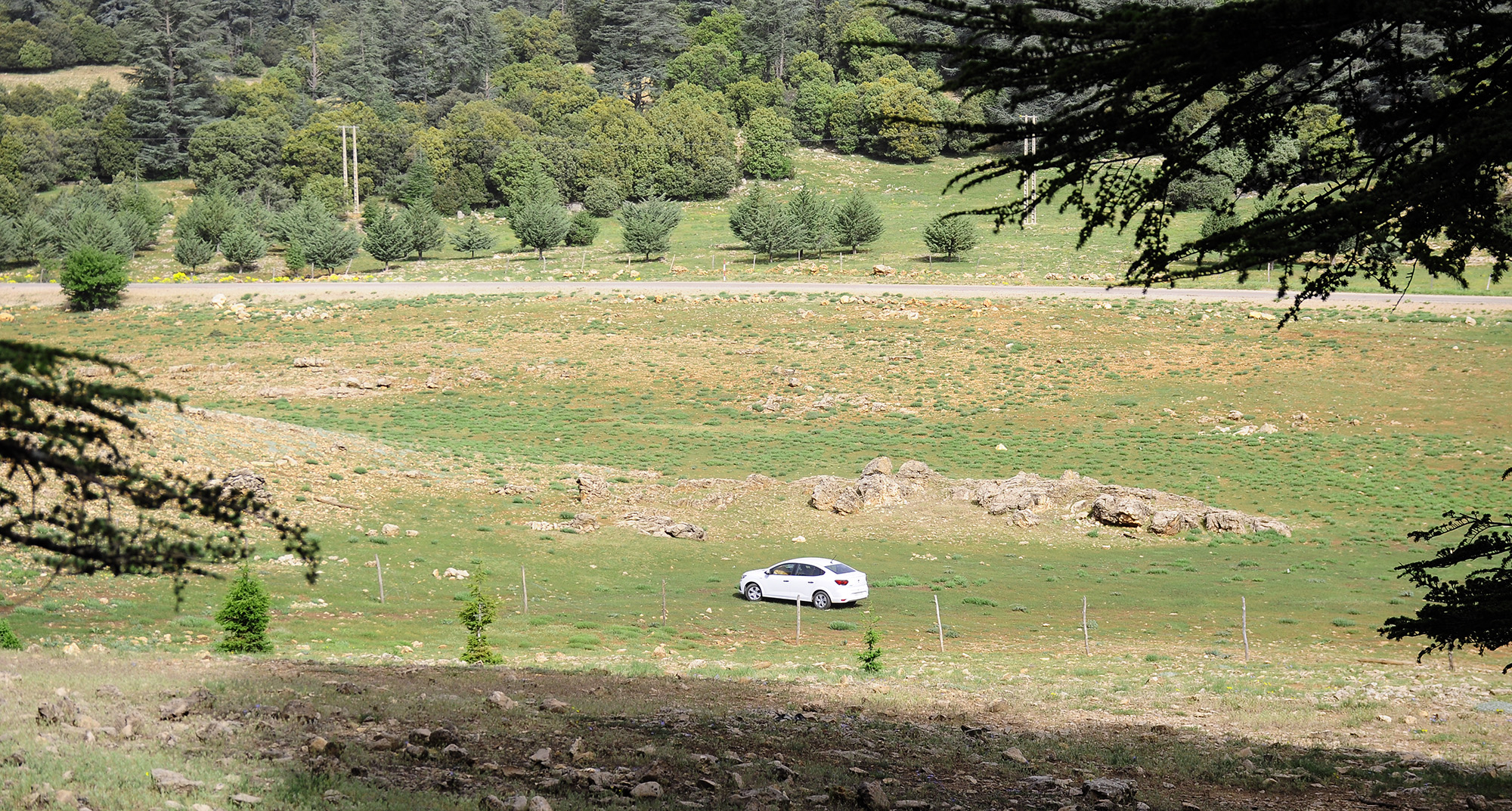 Conizonia warnieri - habitat