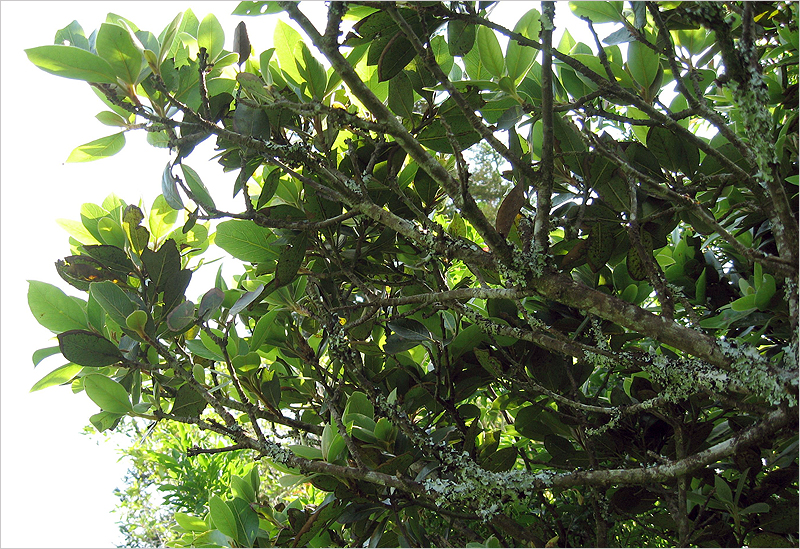 Crotchiella brachyptera - host plant