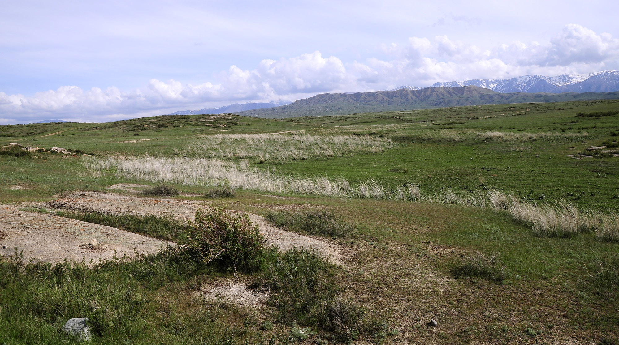 Dorcadion acutispinum - habitat