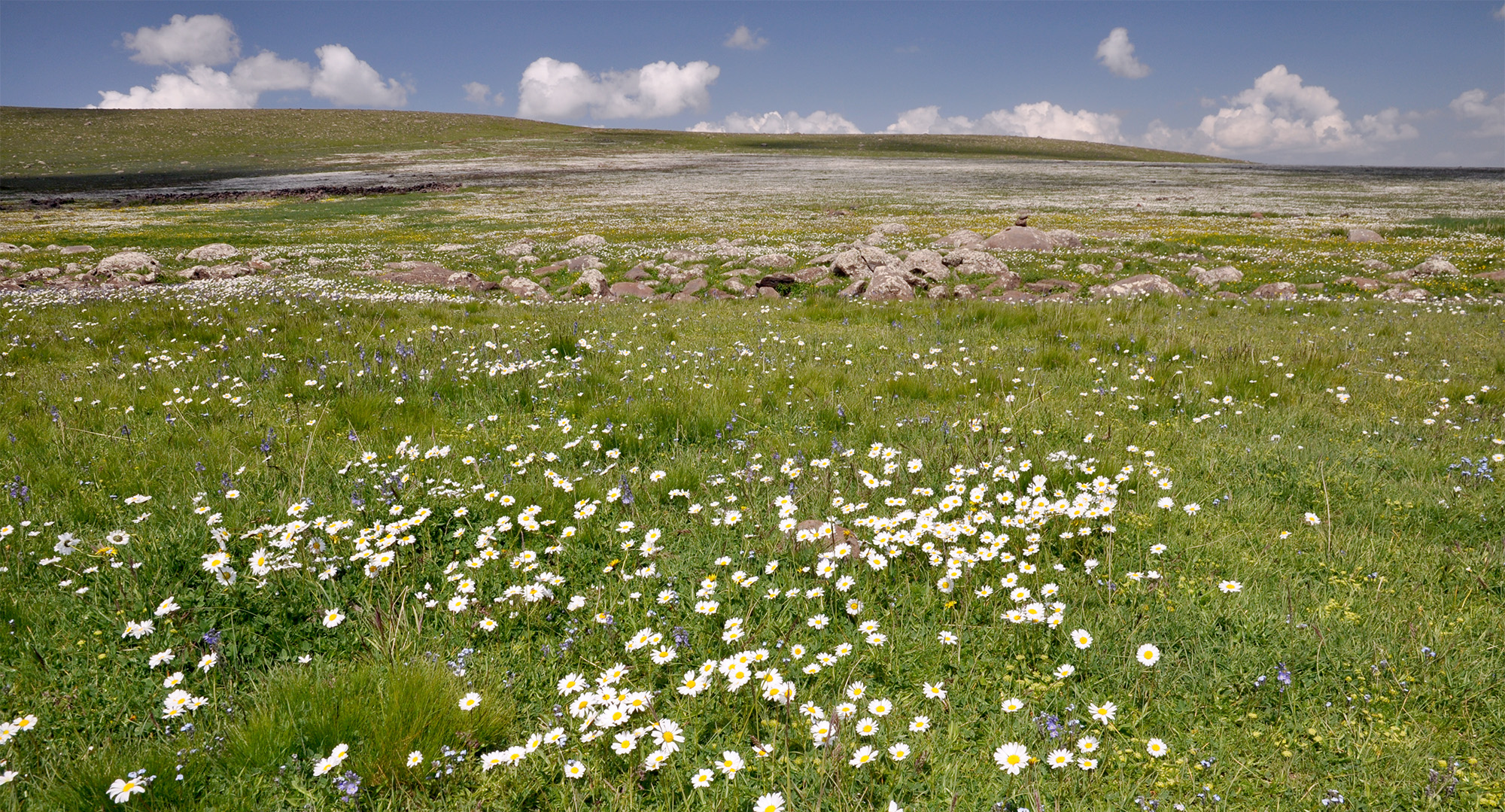 Dorcadion apicerufum - typical habitat