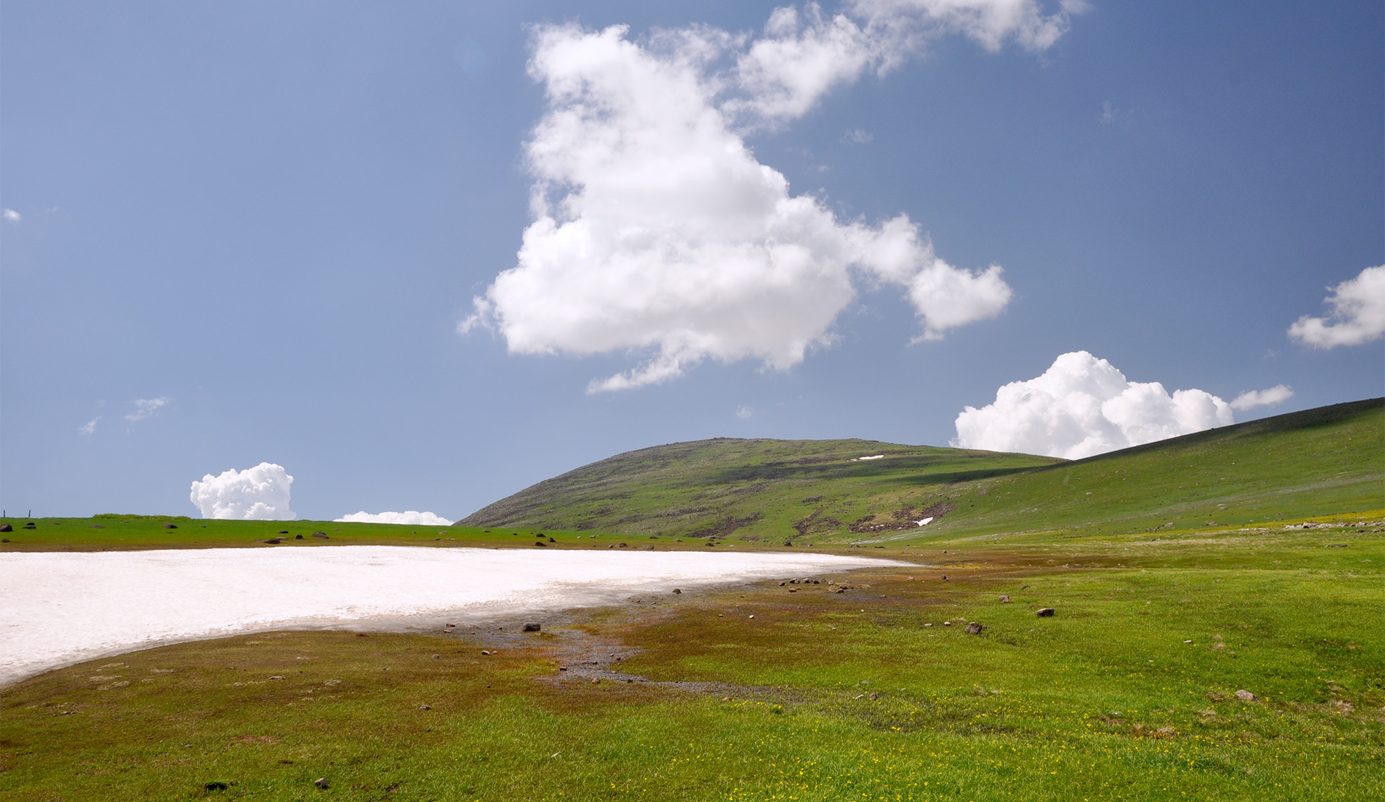 Dorcadion apicerufum - typical habitat