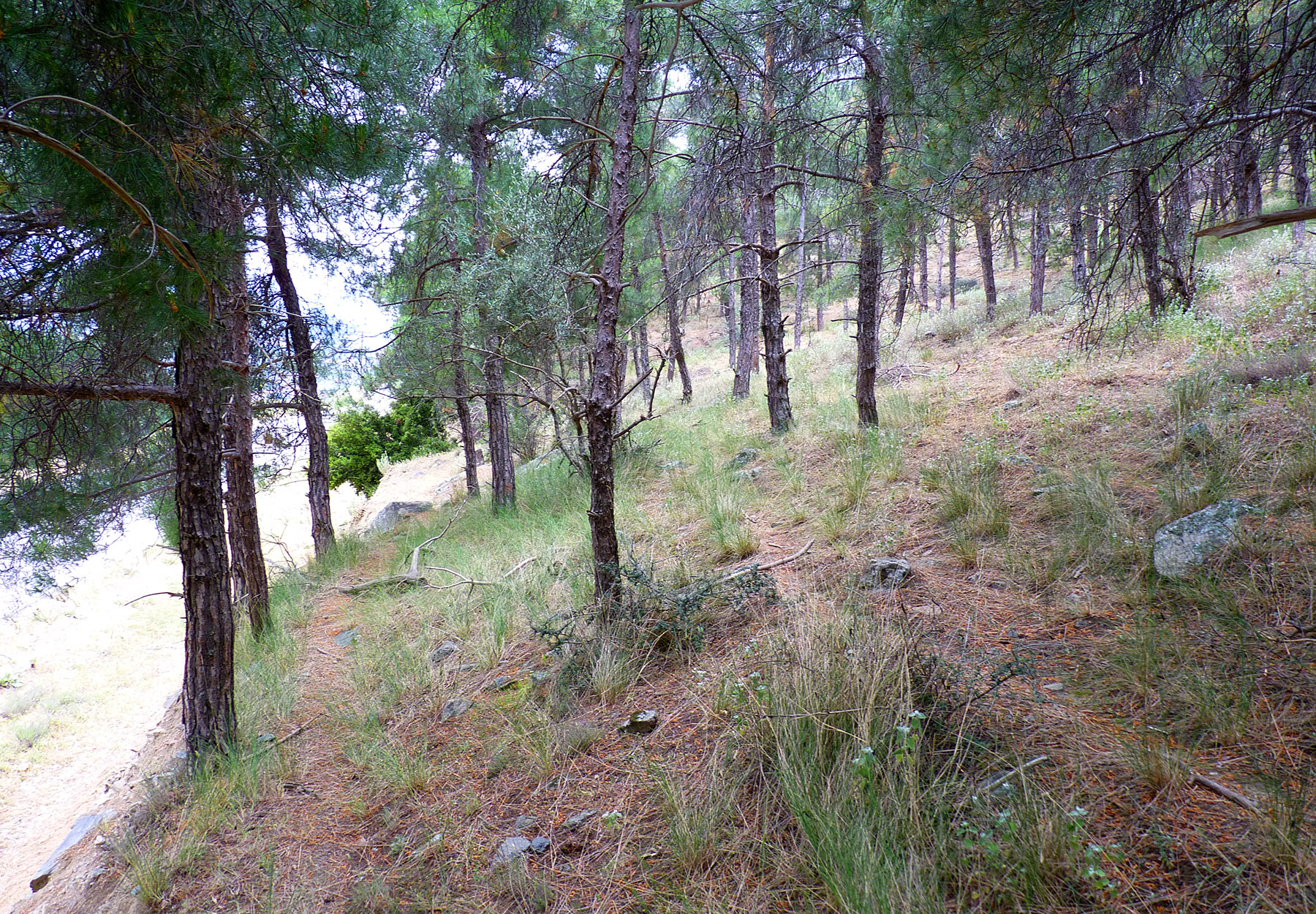 Dorcadion bravardi - habitat