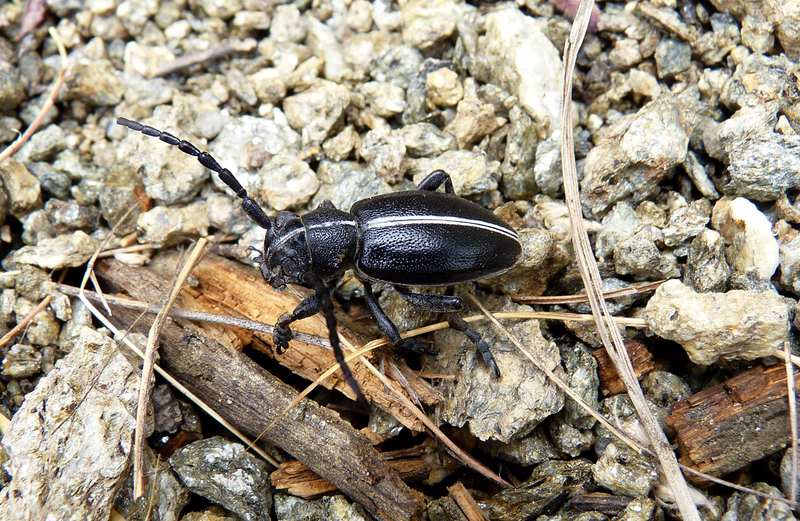 Dorcadion bravardi - male