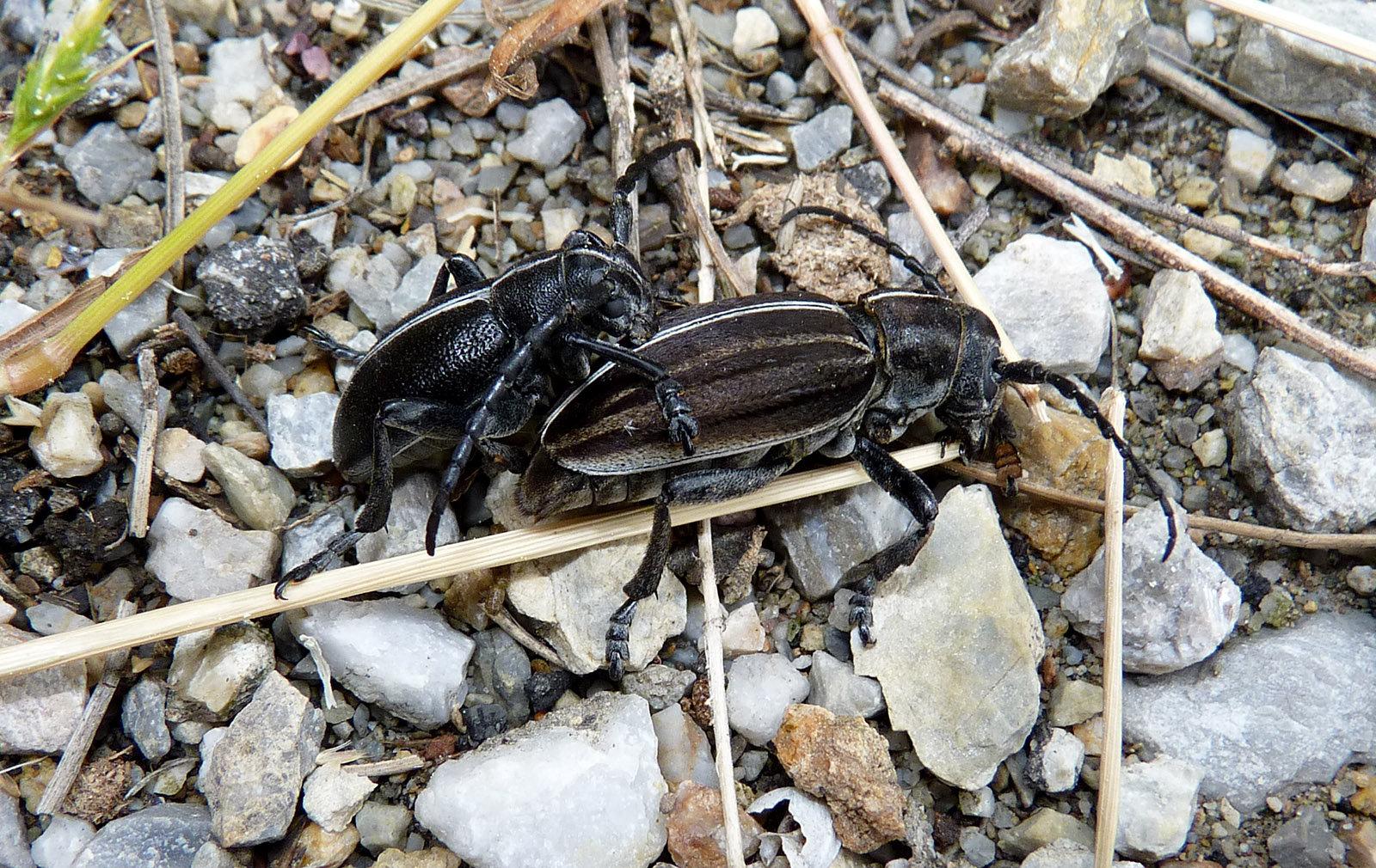 Dorcadion bravardi - couple