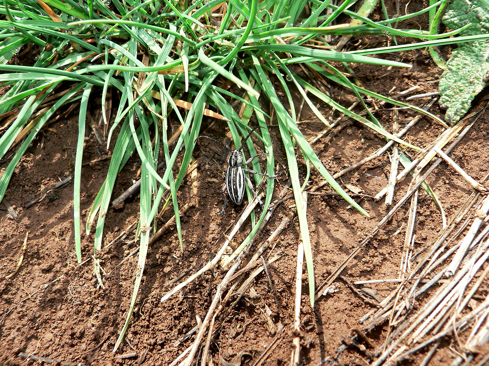 Dorcadion eugeniae eugeniae - habitat