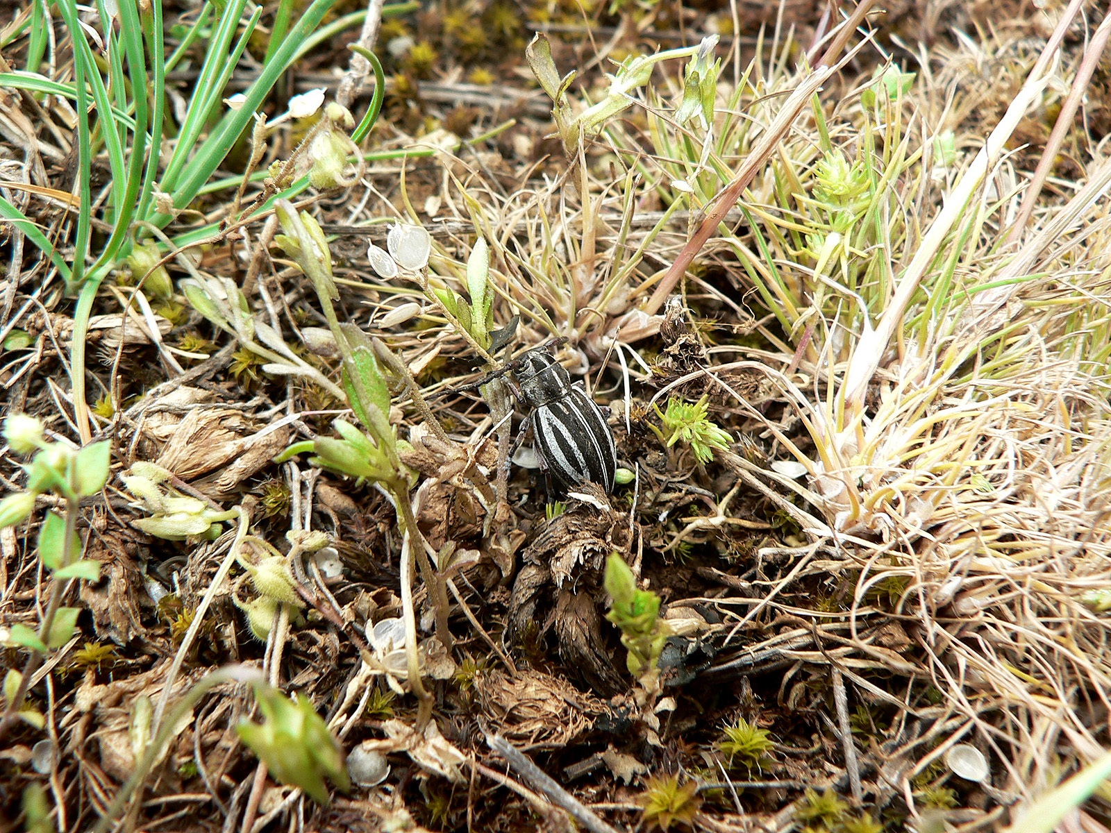 Dorcadion eugeniae eugeniae - habitat