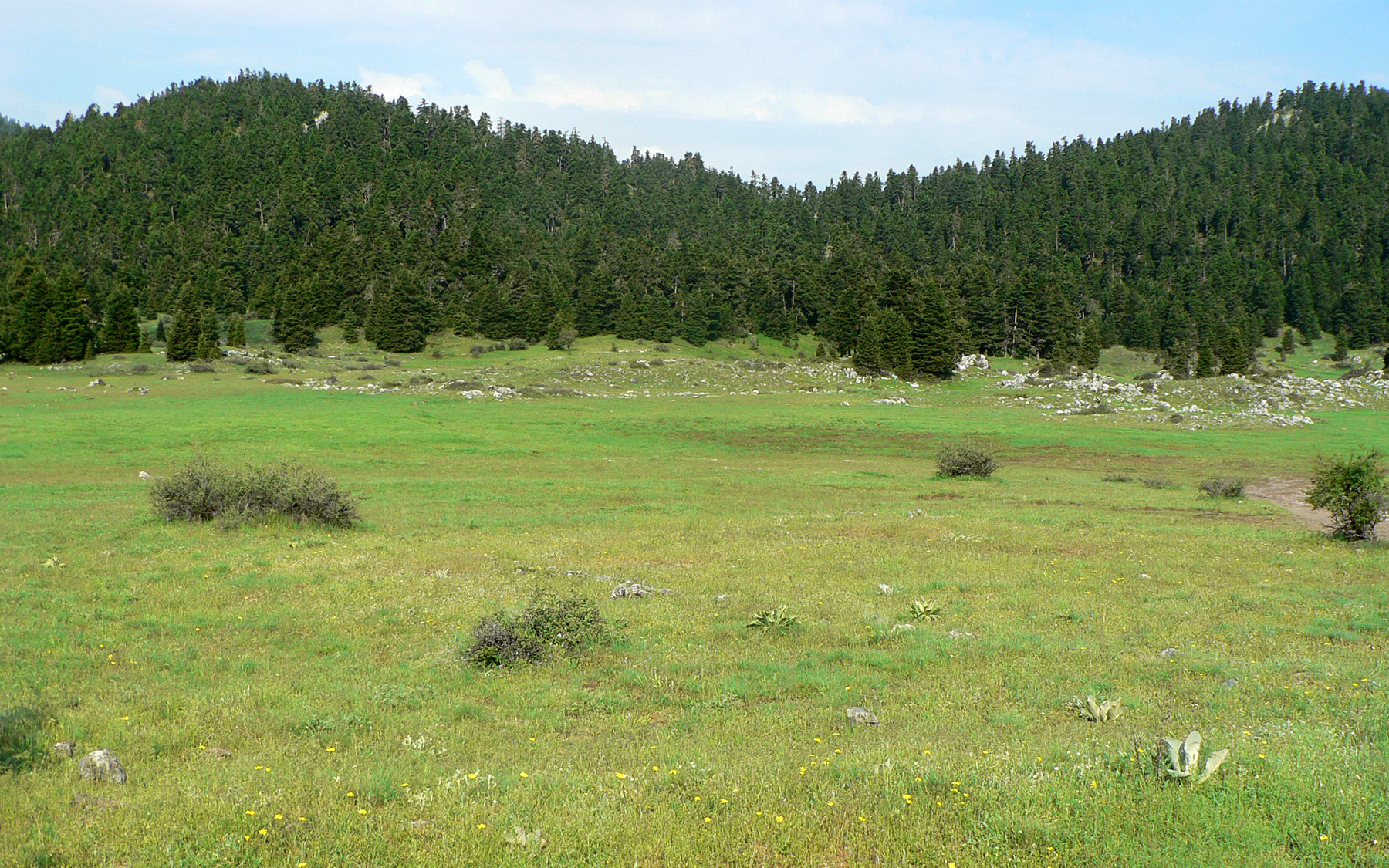 Dorcadion eugeniae eugeniae - habitat