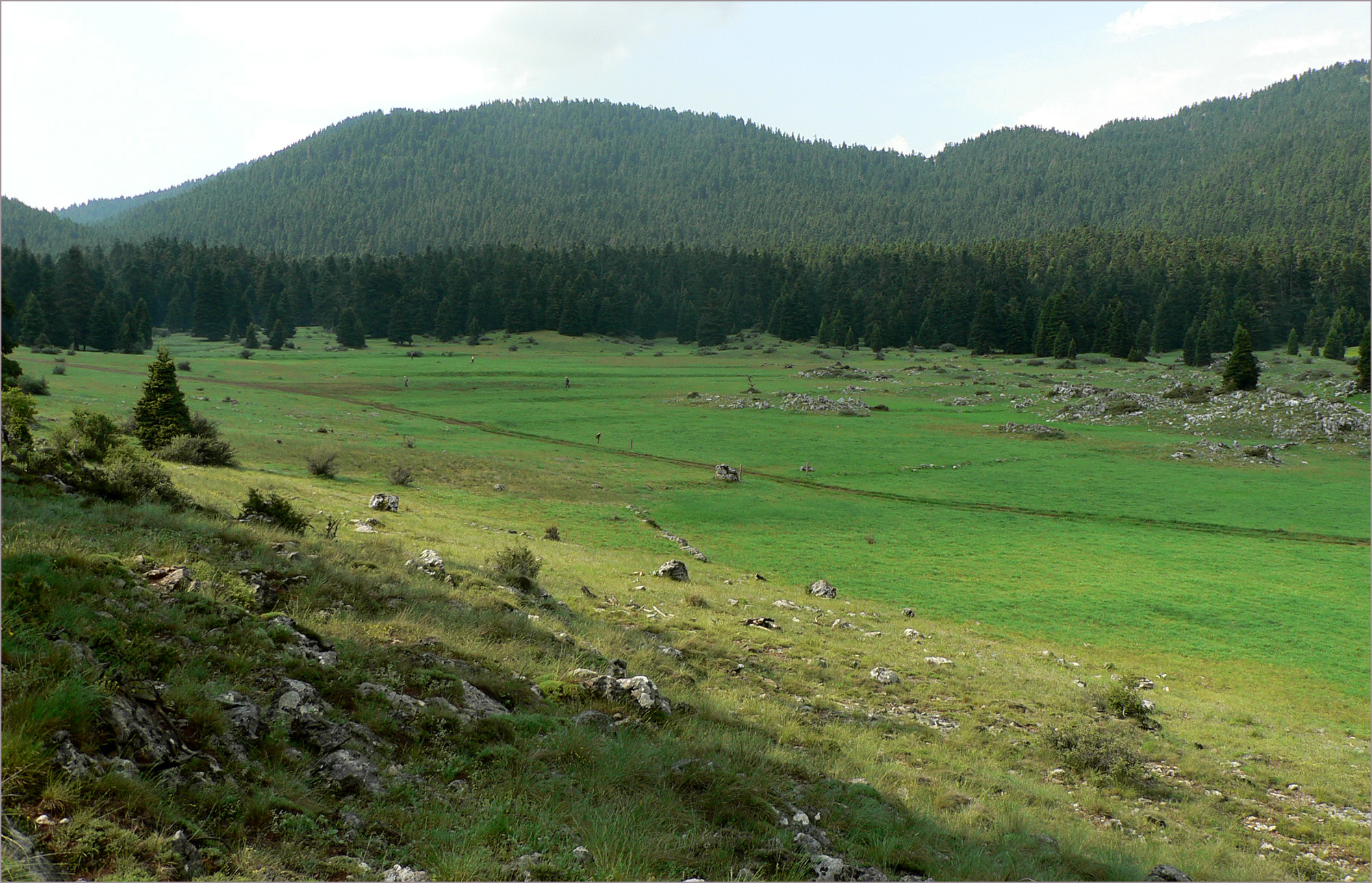 Dorcadion eugeniae eugeniae - habitat