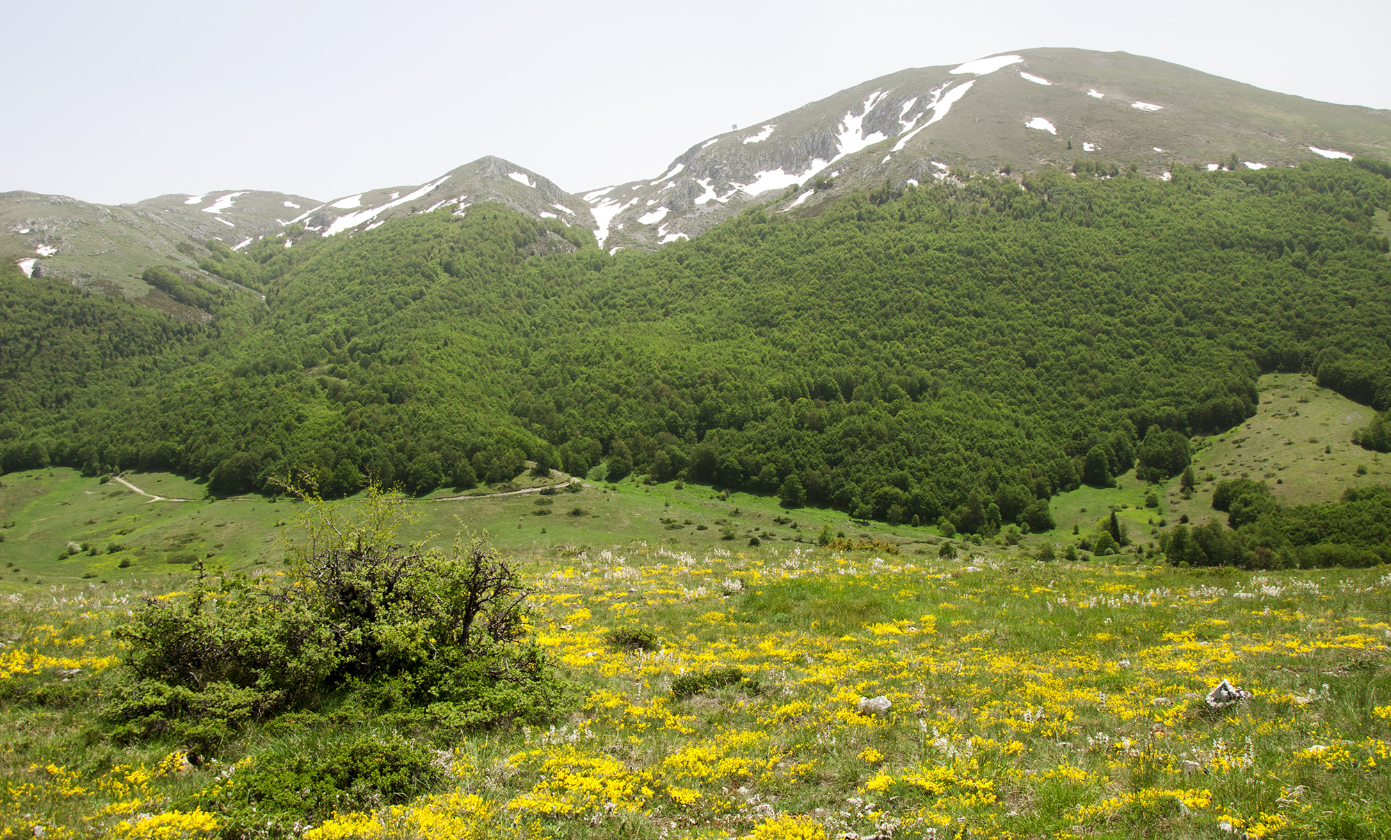 Dorcadion macedonicum - locality