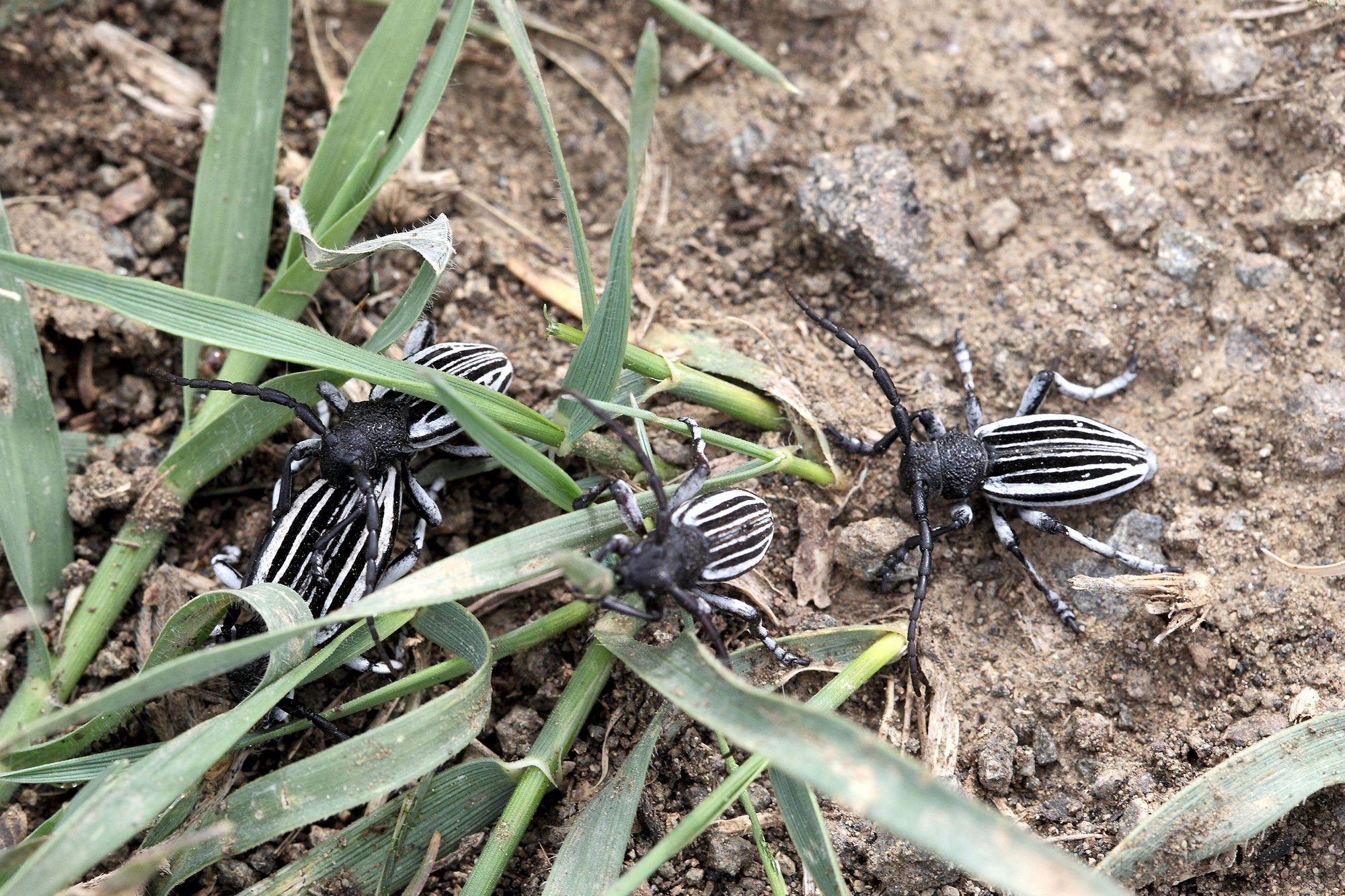 Dorcadion talyschense talyschense