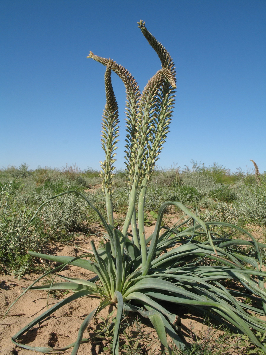 Eremurus inderiensis