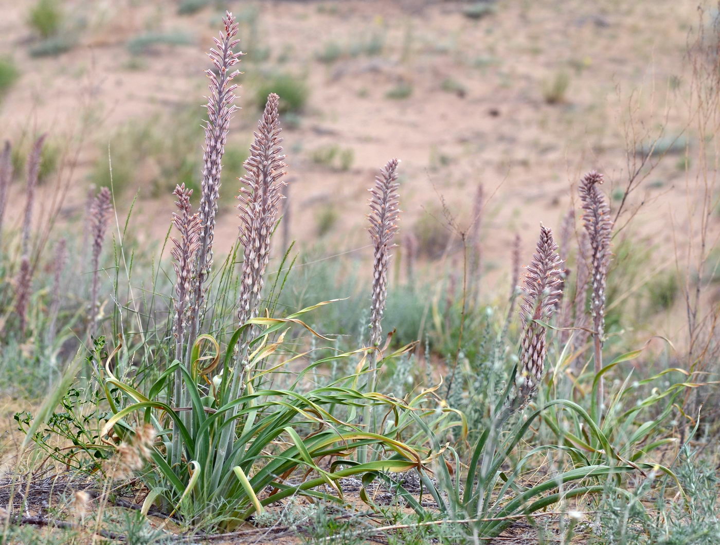 Eremurus inderiensis