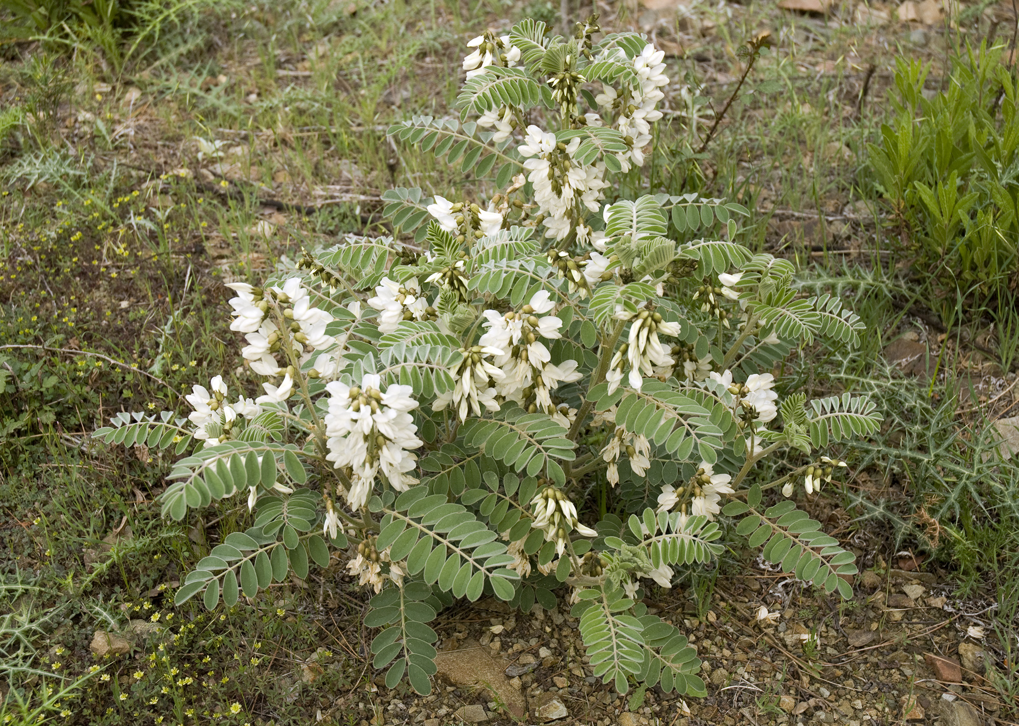 Erophaca baetica orientalis