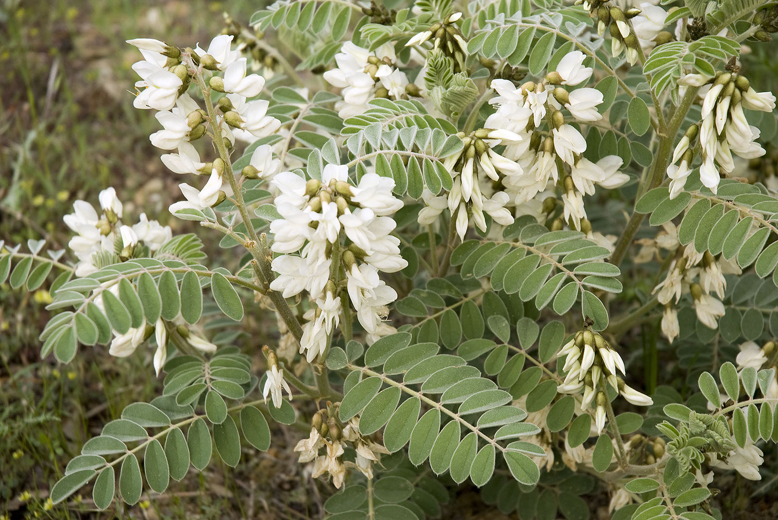 Erophaca baetica orientalis