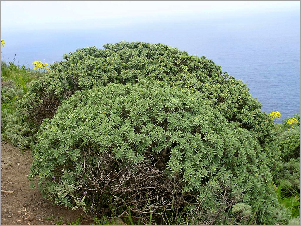 Euphorbia balsamifera