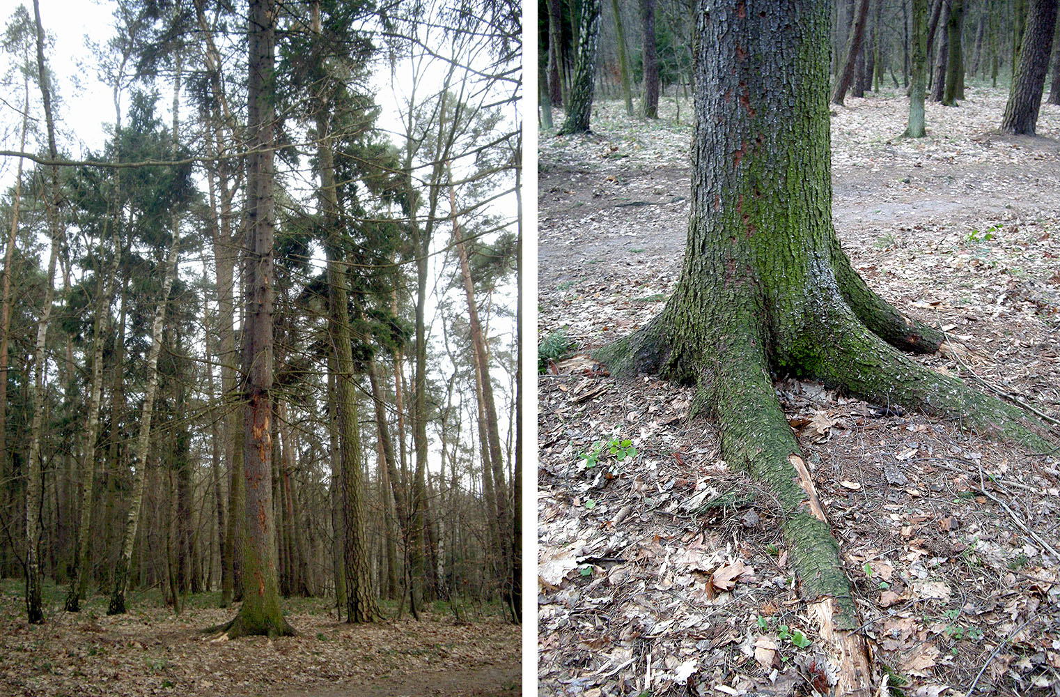 Acmaeops septentrionis - host tree