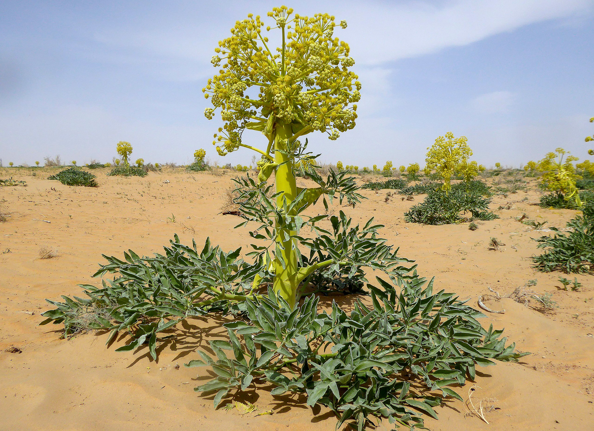 Ferula foetida