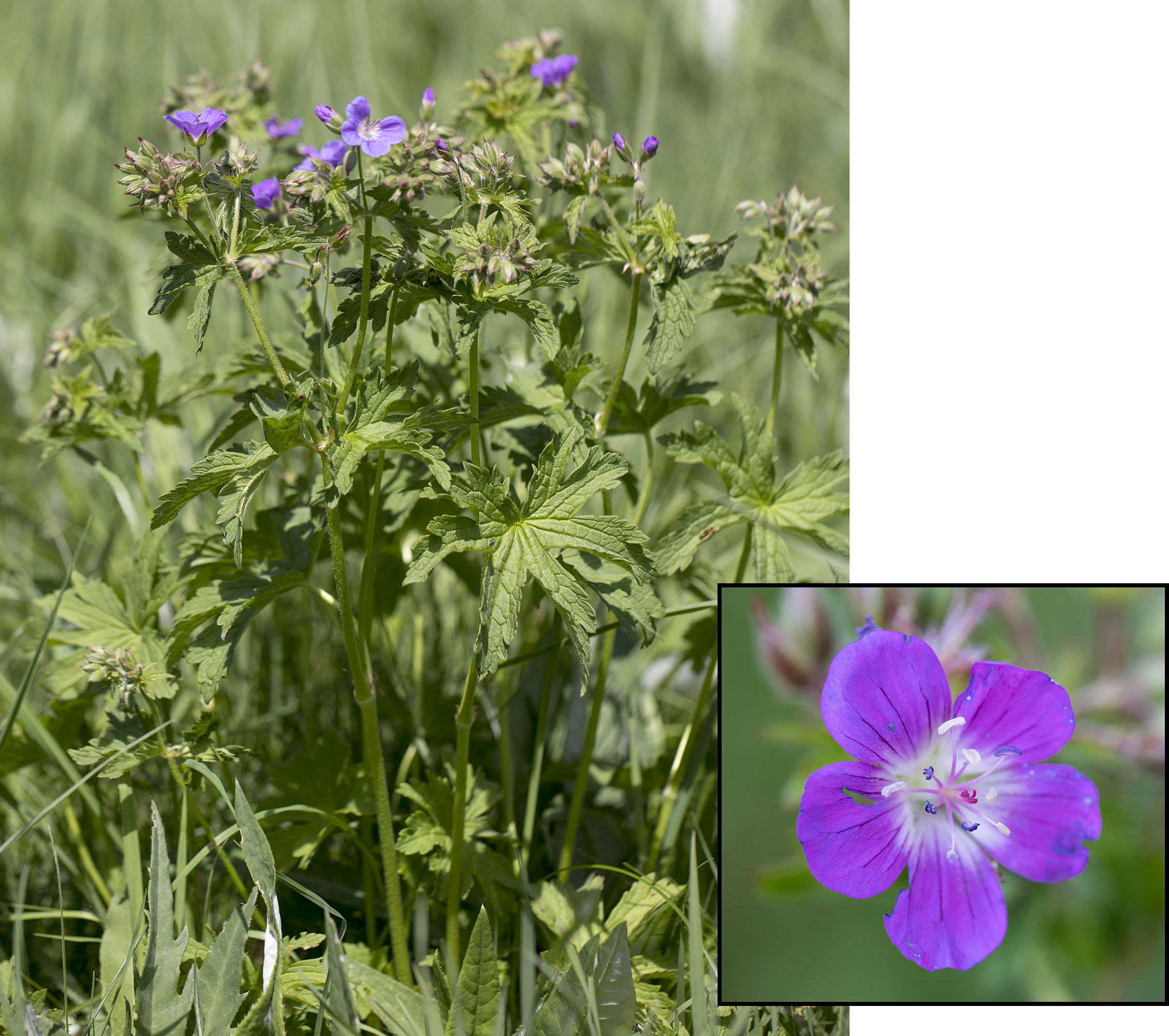 Geranium sylvaticum